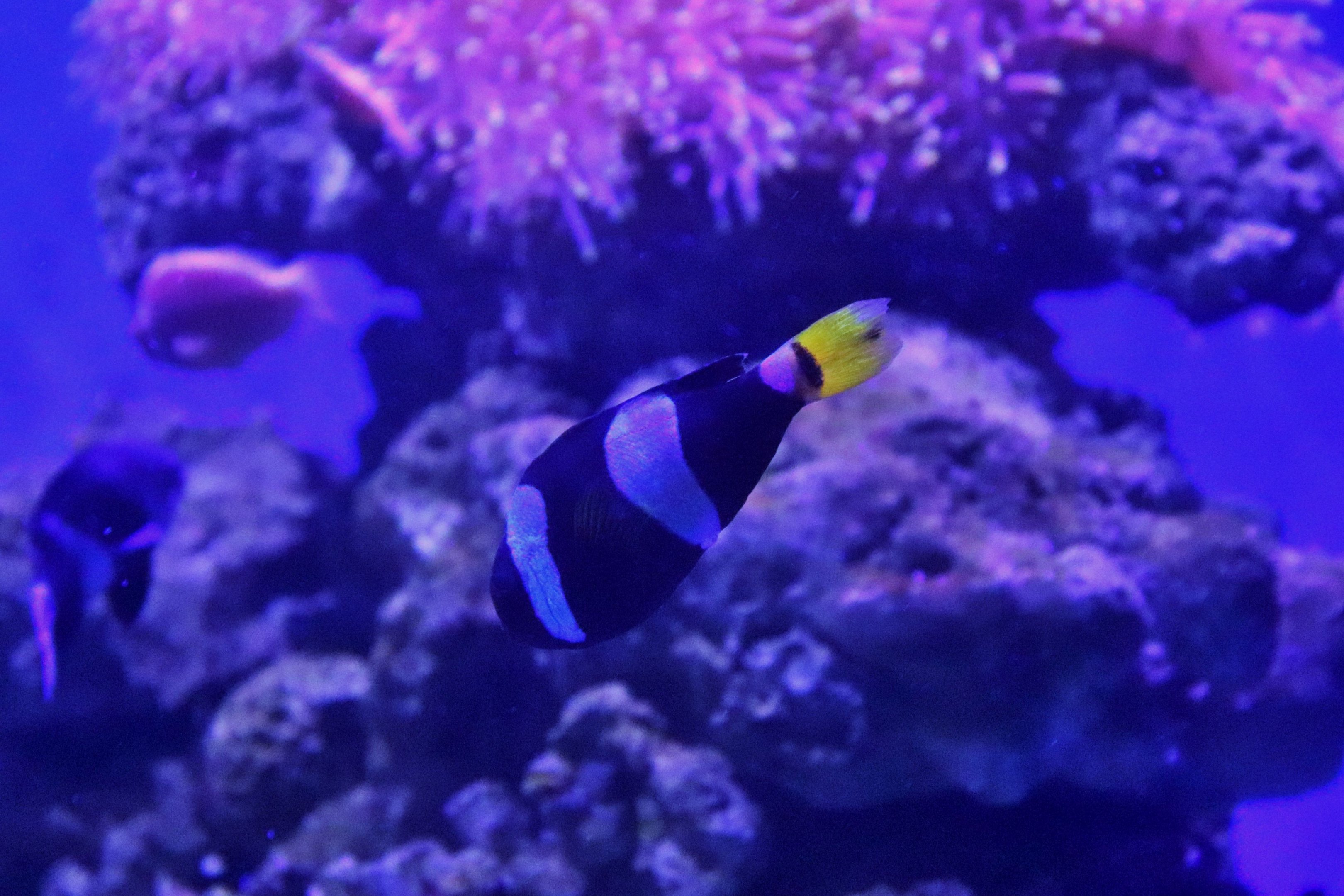 Fish ID? Melbourne Aquarium