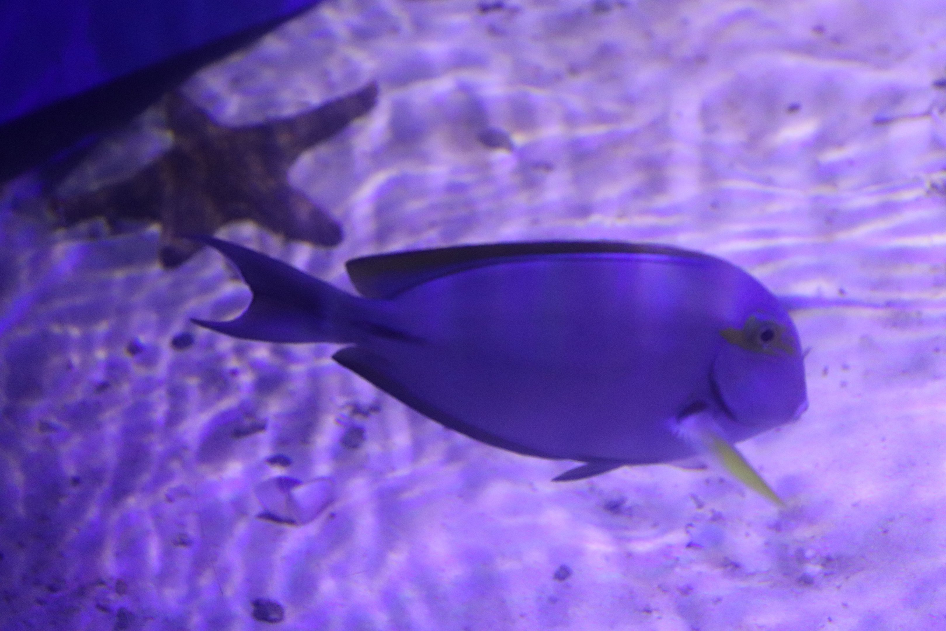 Fish ID? Melbourne Aquarium