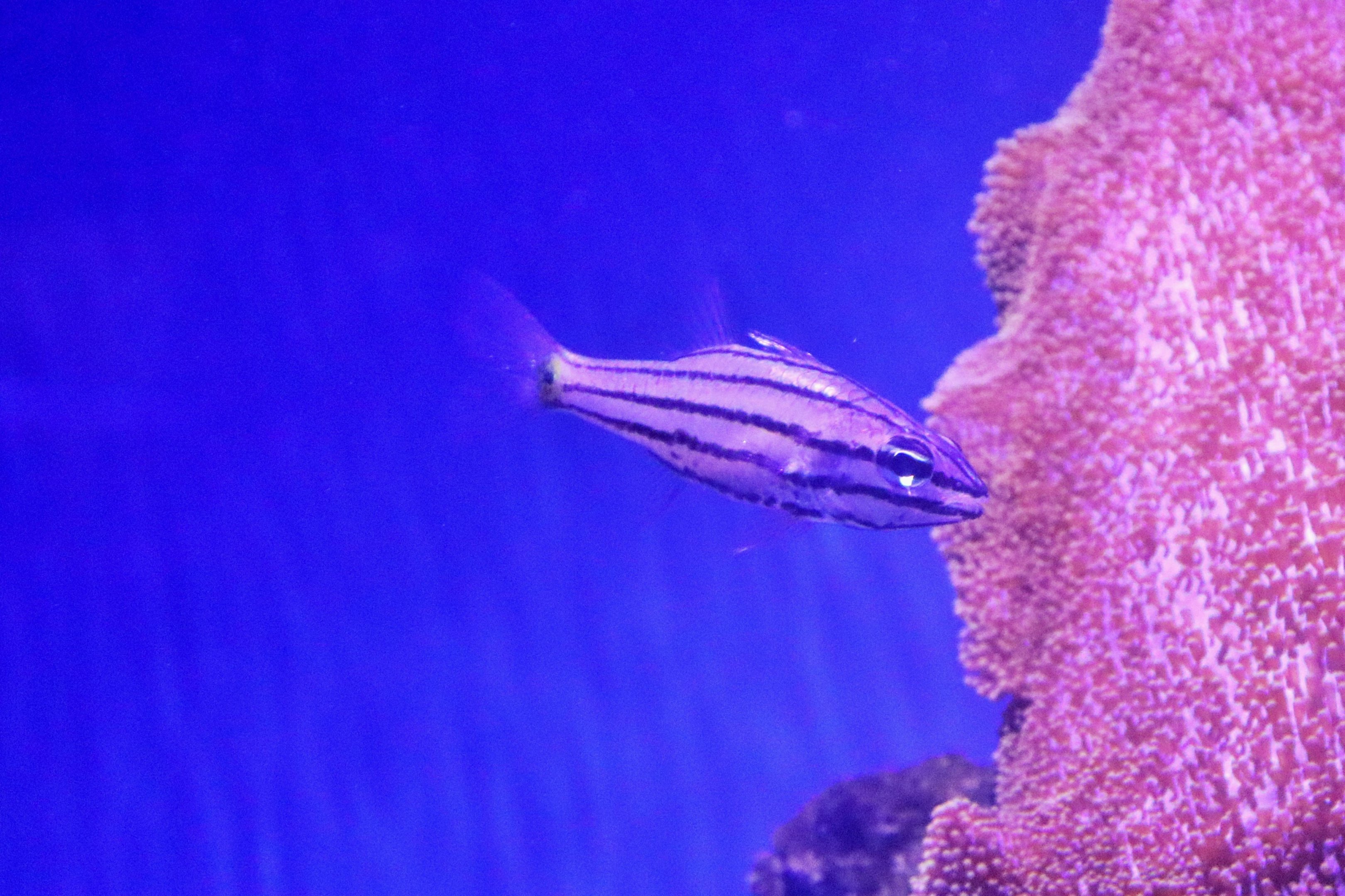 Fish ID? Melbourne Aquarium