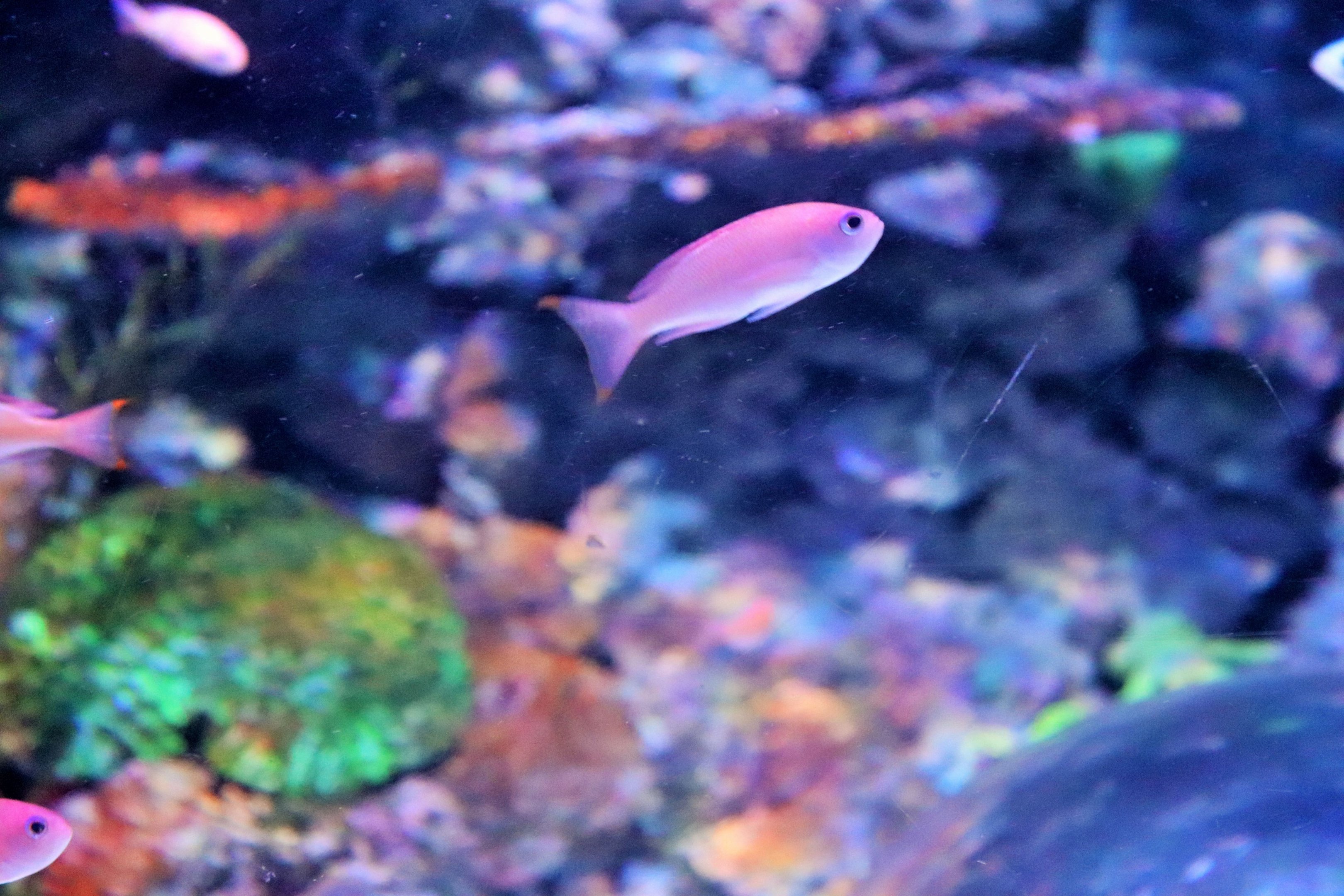 Fish ID? Melbourne Aquarium