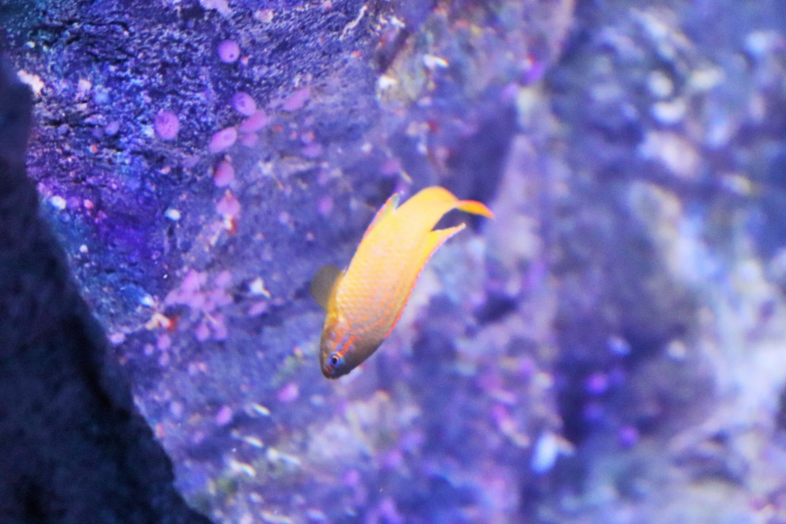 Fish ID? Melbourne Aquarium