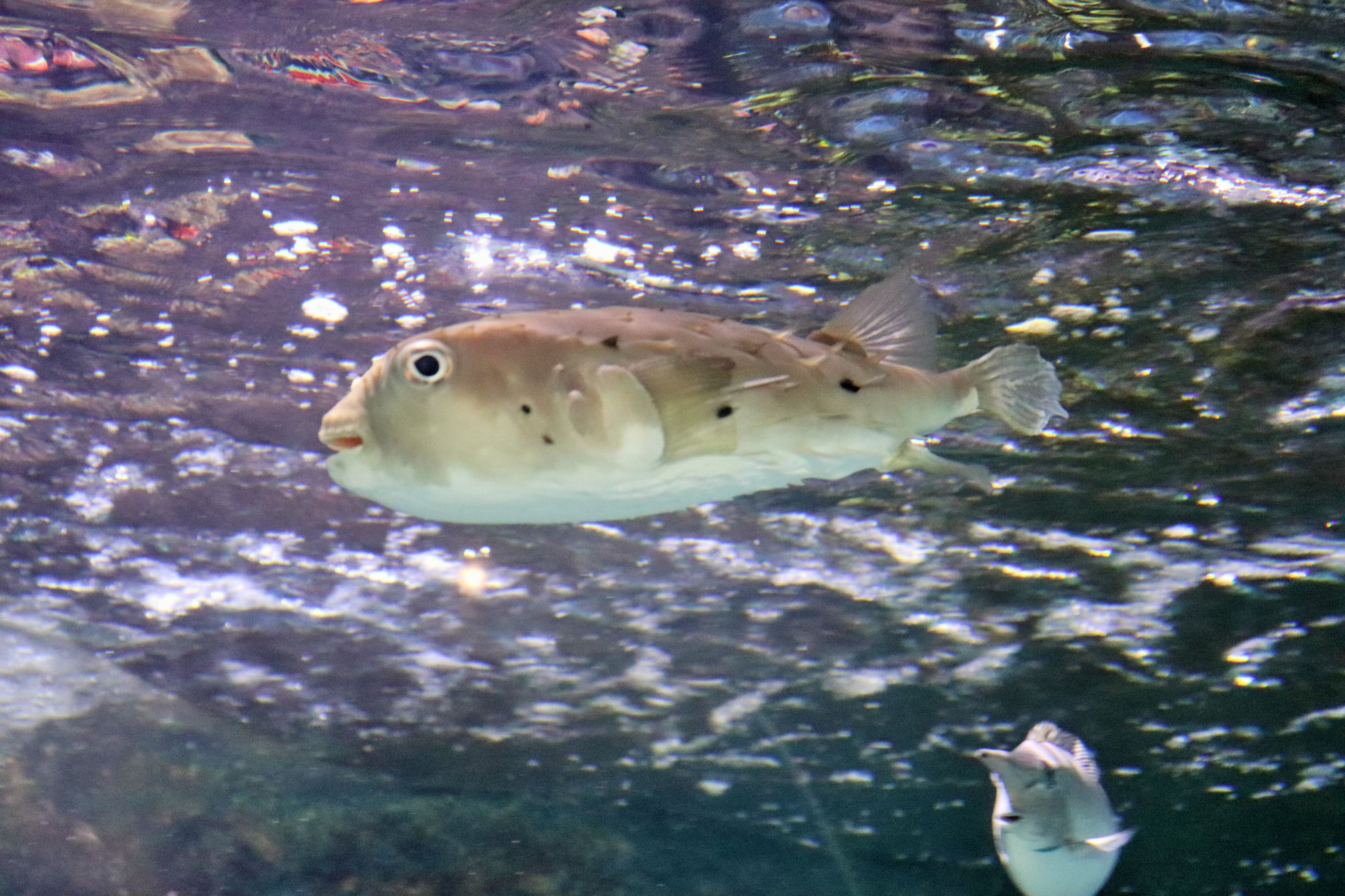 Fish ID? Melbourne Aquarium