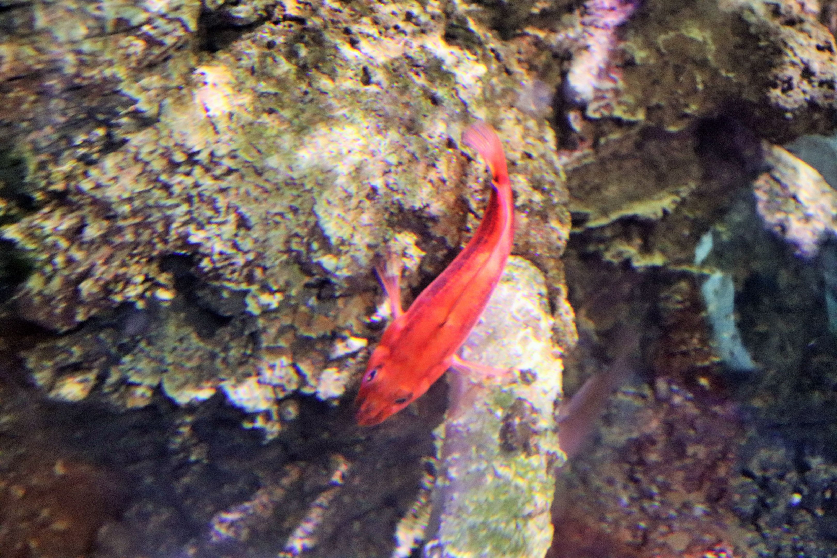 Fish ID? Melbourne Aquarium