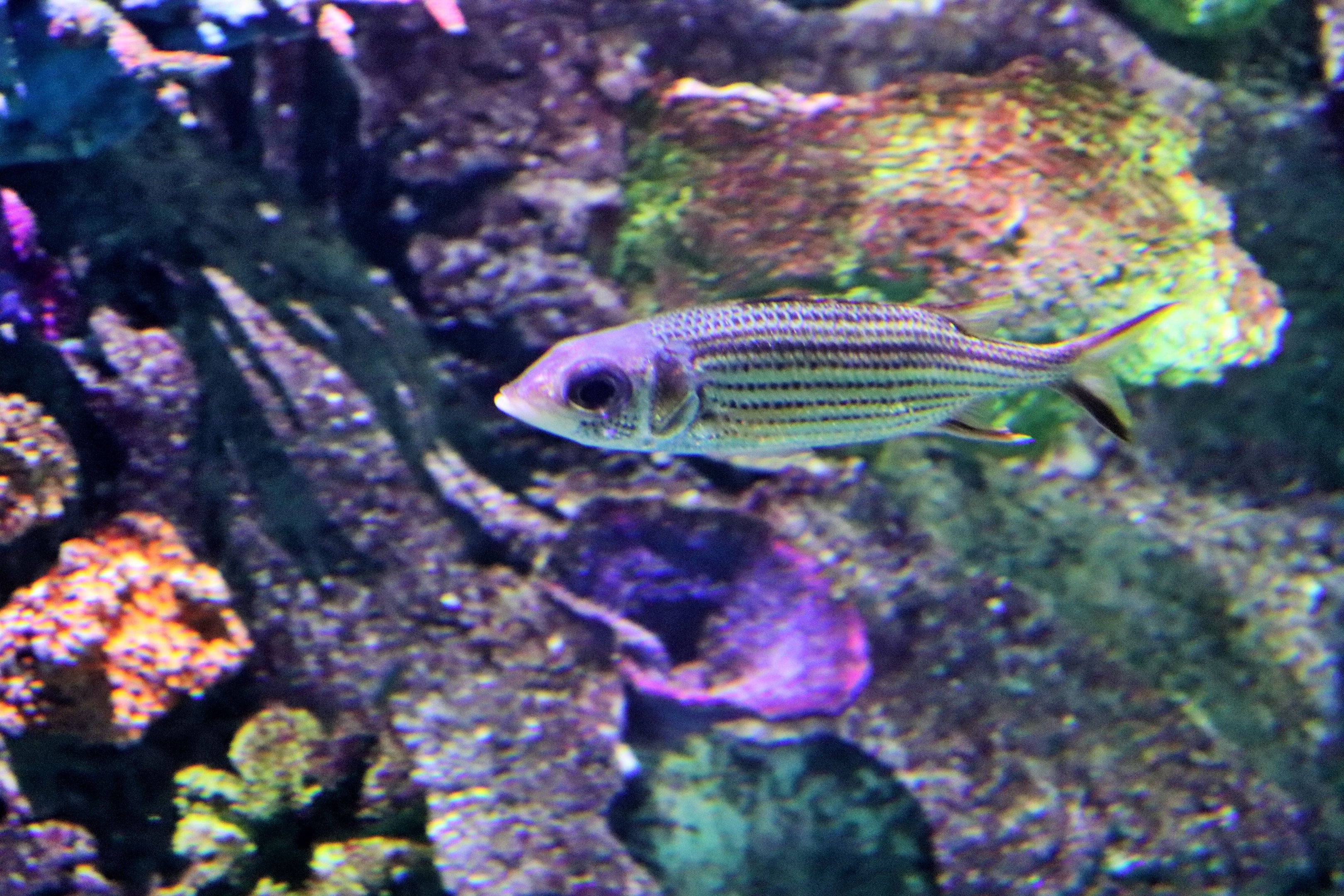 Fish ID? Melbourne Aquarium