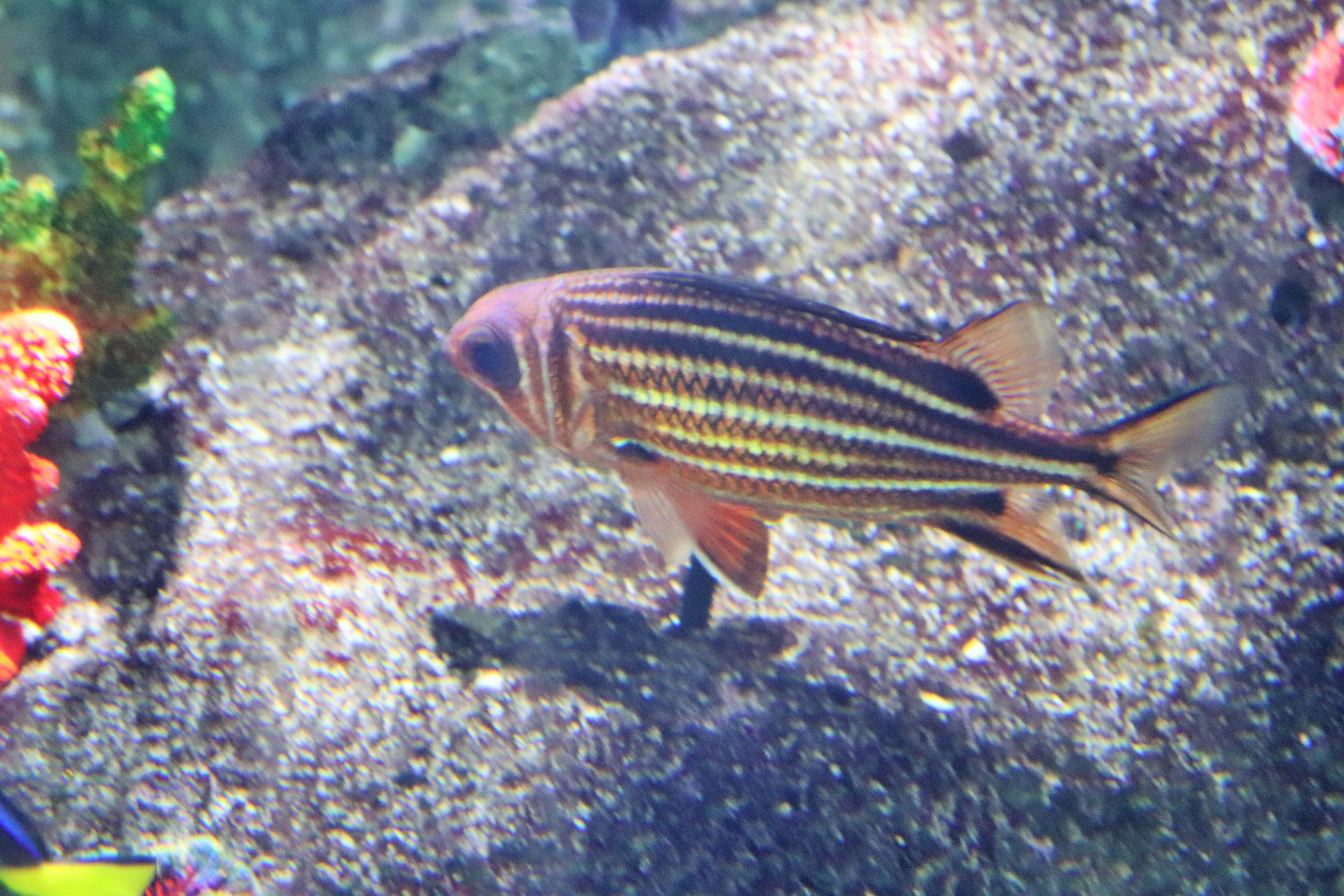 Fish ID? Melbourne Aquarium