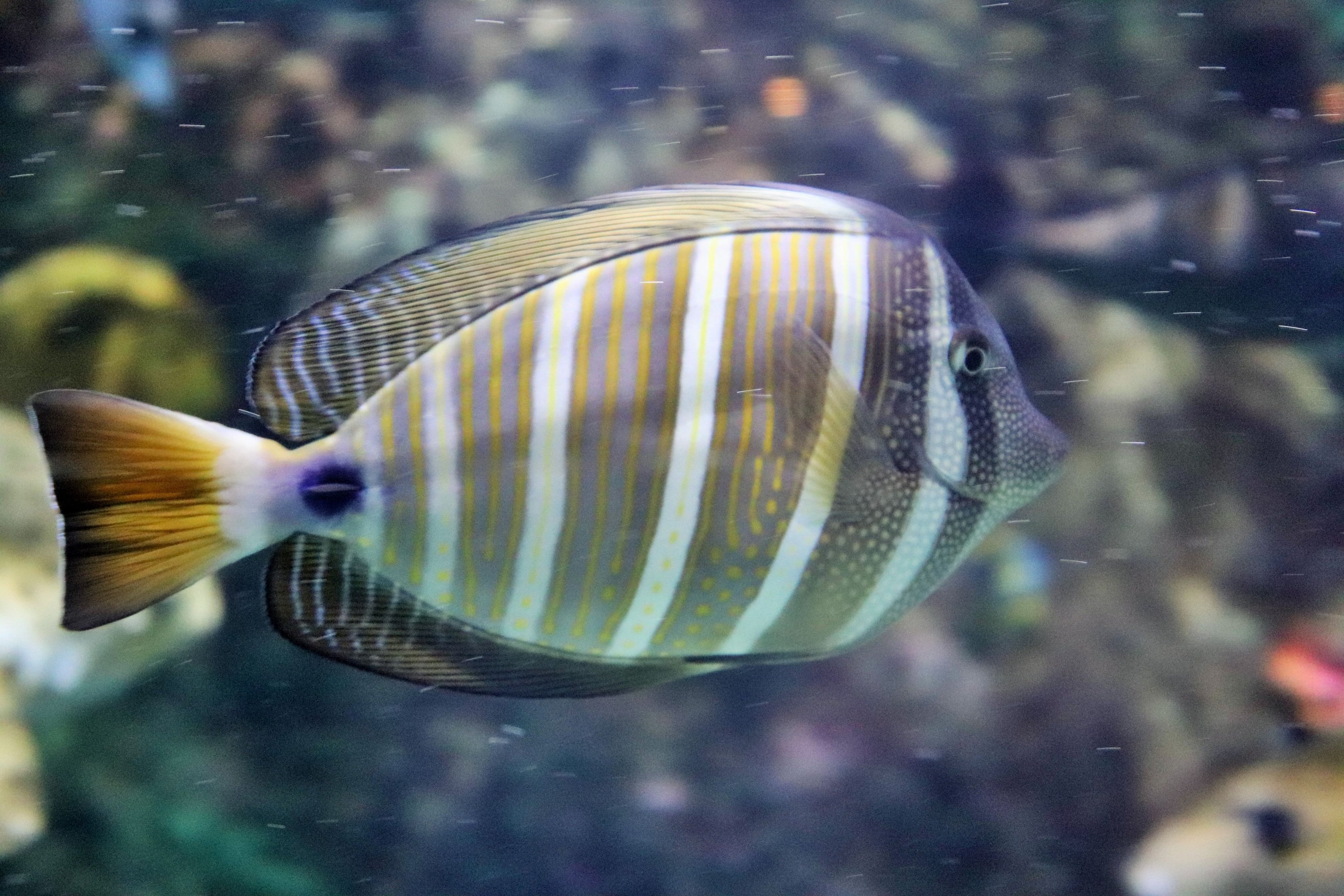 Fish ID? Melbourne Aquarium