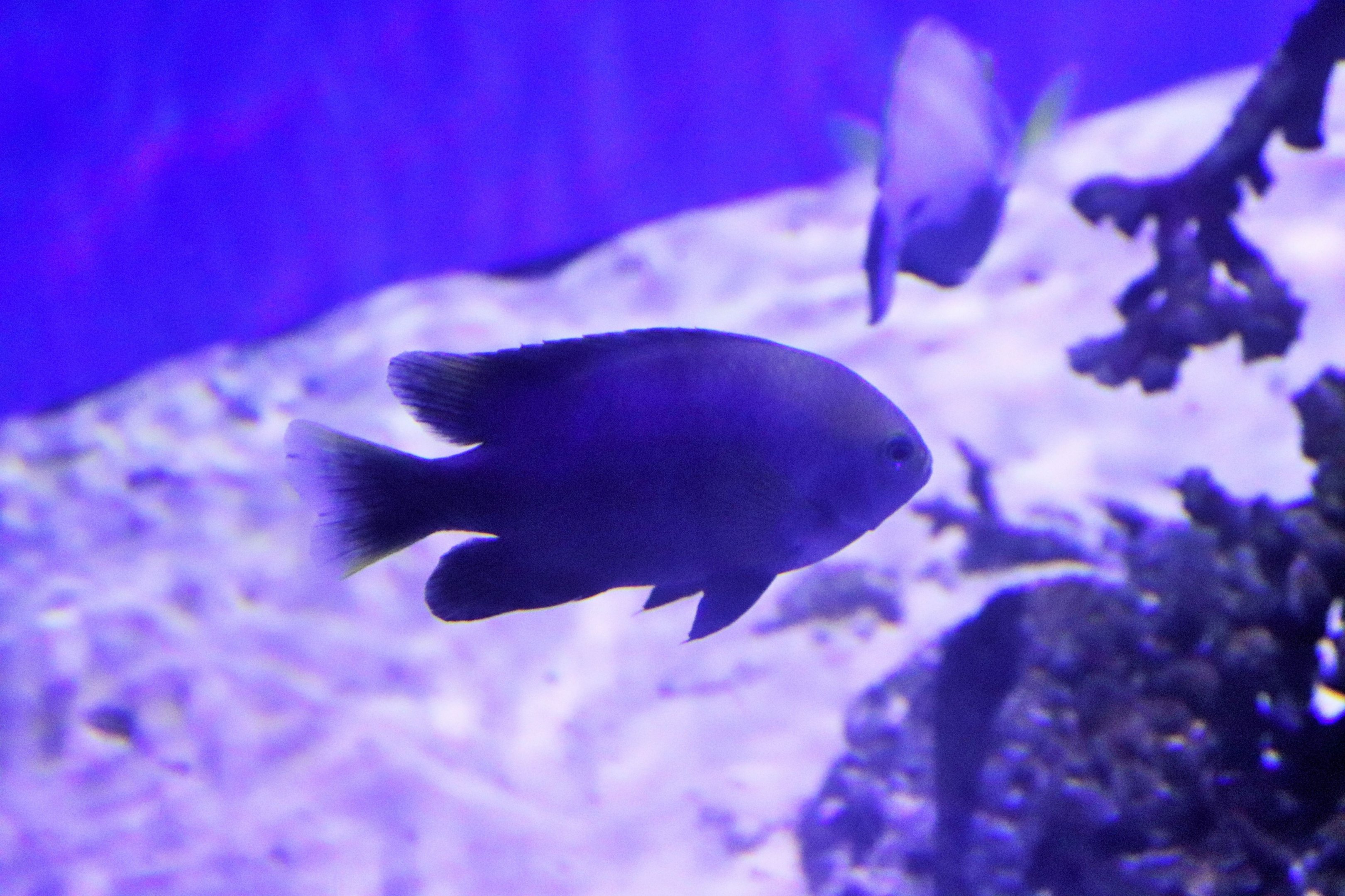 Fish ID? Melbourne Aquarium