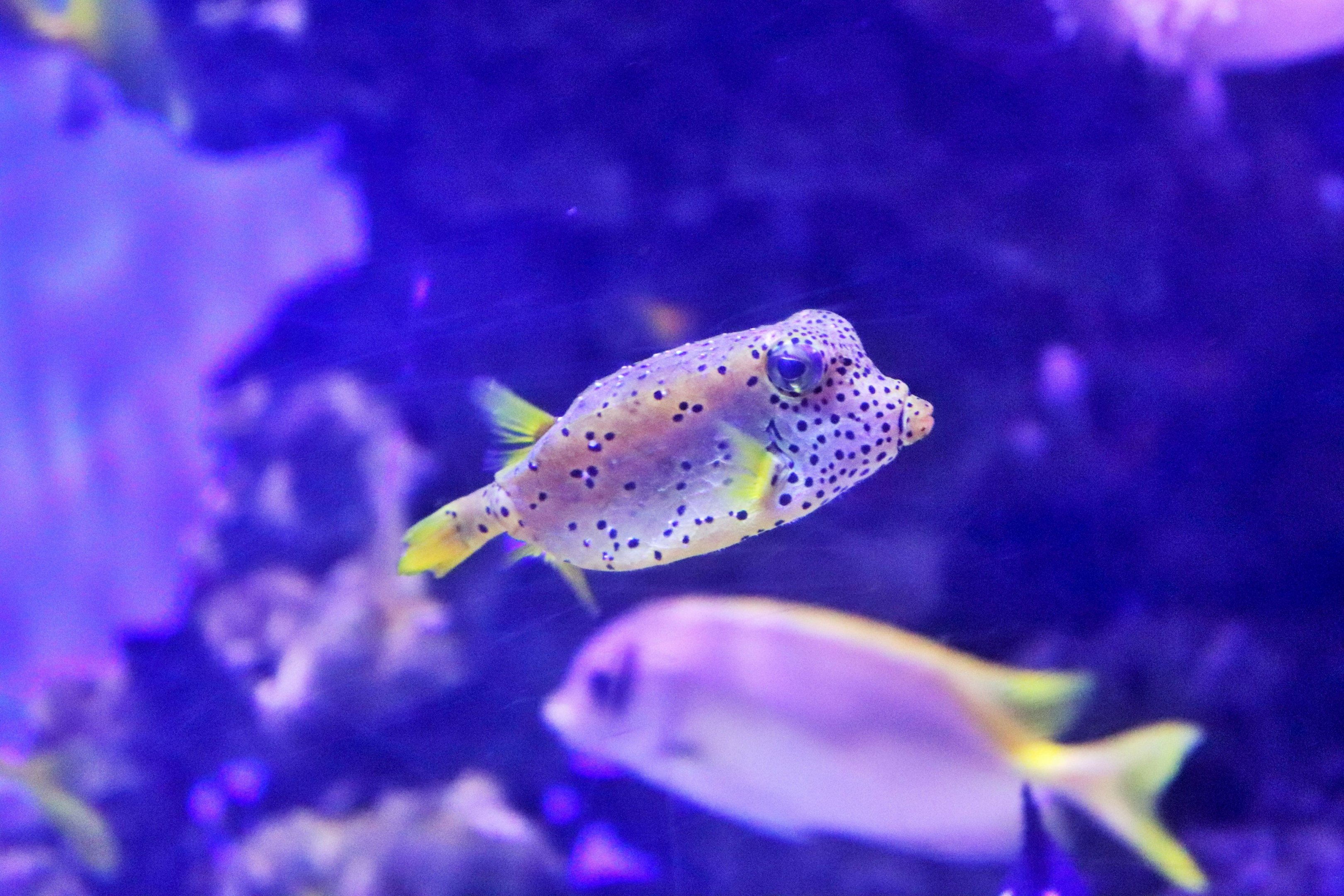Fish ID? Melbourne Aquarium