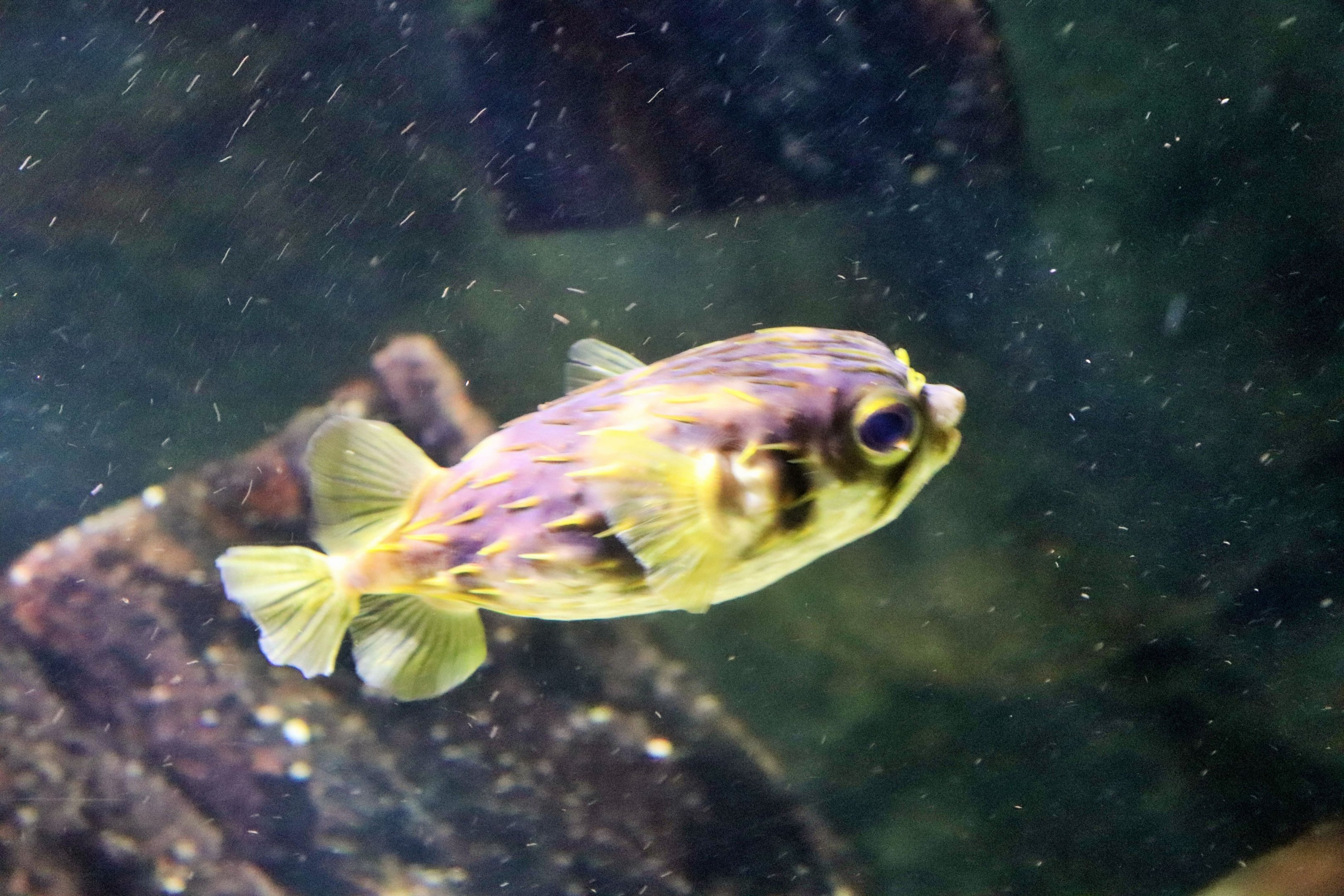 Fish ID? Melbourne Aquarium