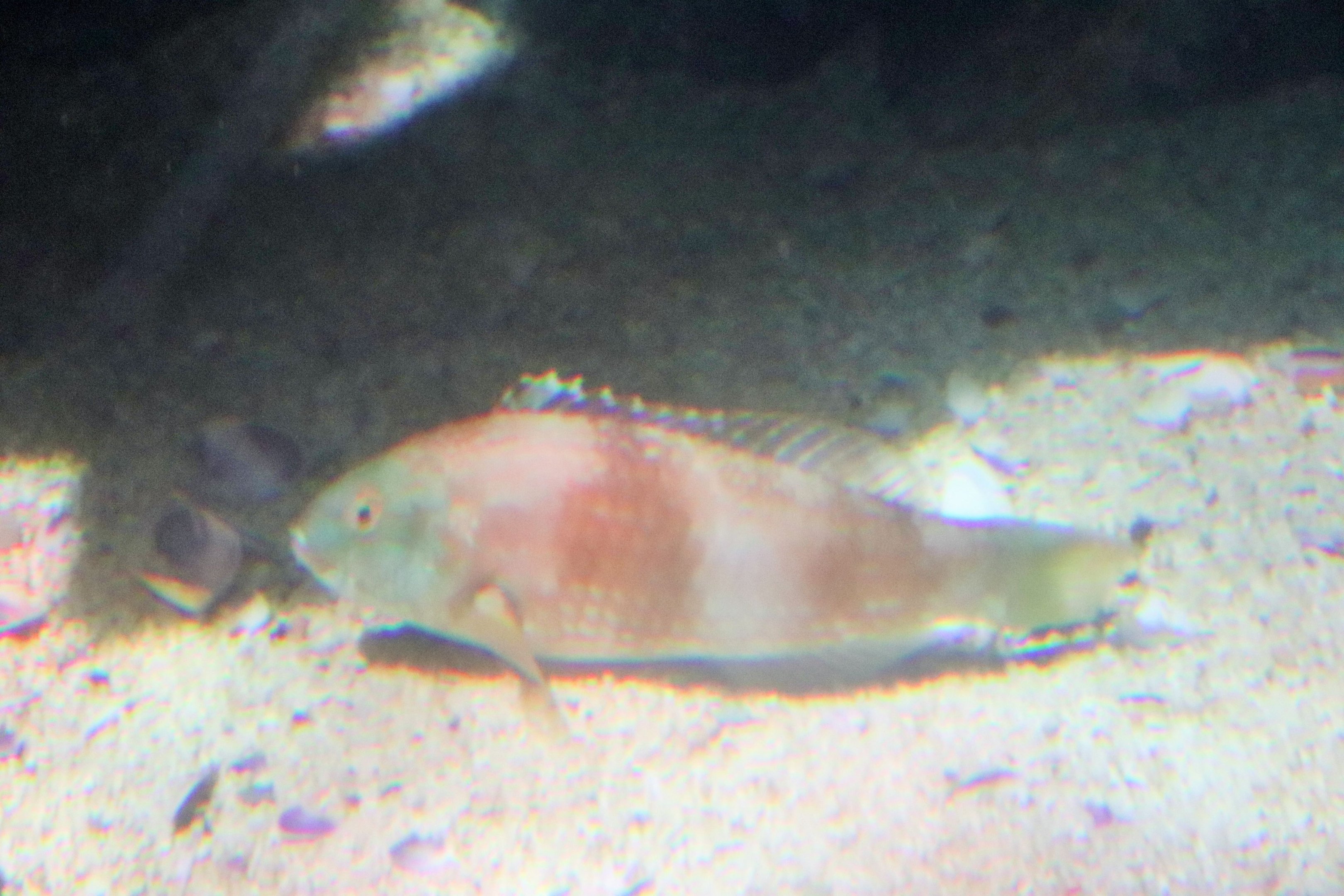 Fish ID? Melbourne Aquarium