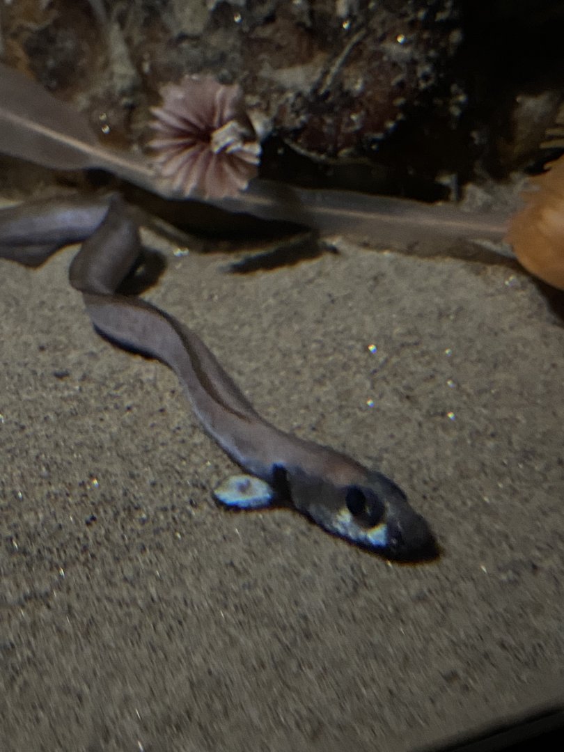 Fish ID - Monterey Bay Aquarium Into the Deep