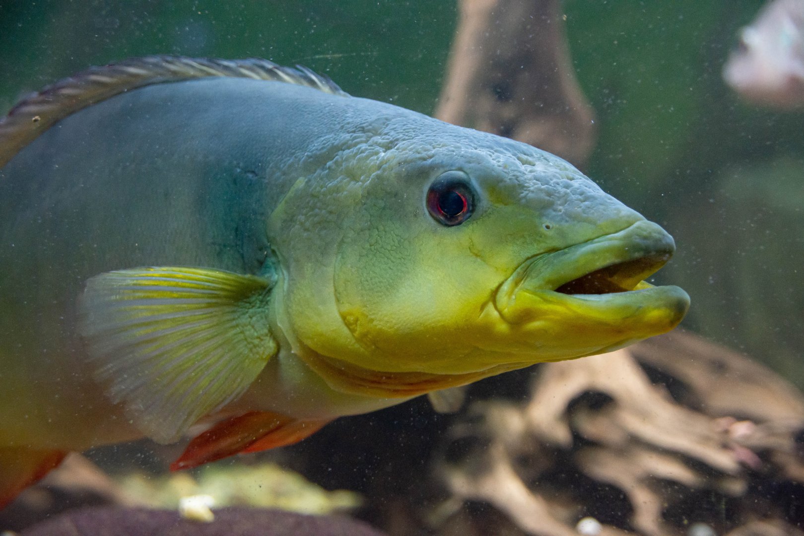 Fish ID - Mořský svět (Sea world) Praha 2021