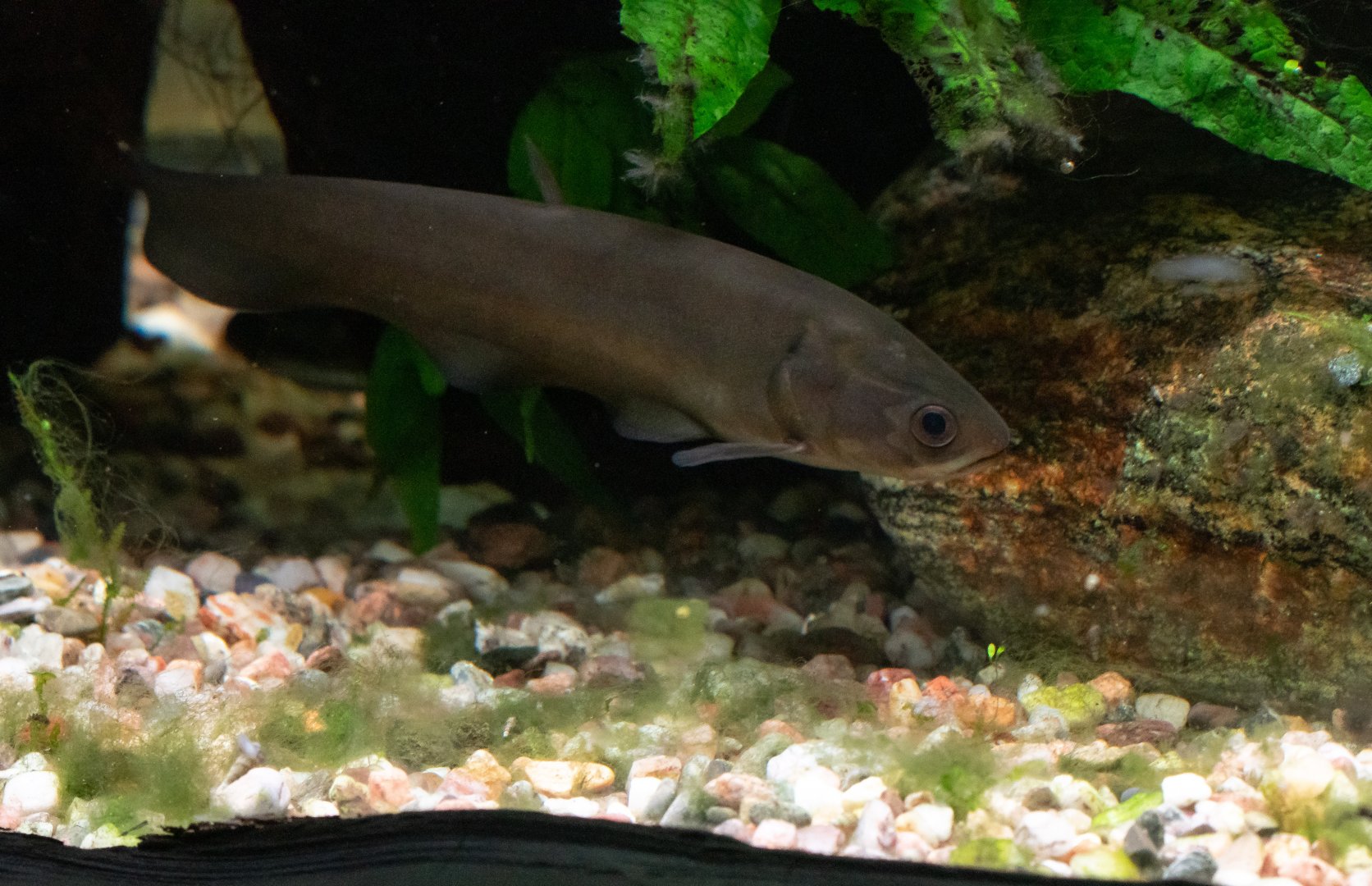 Fish ID - Mořský svět (Sea world) Praha 2022