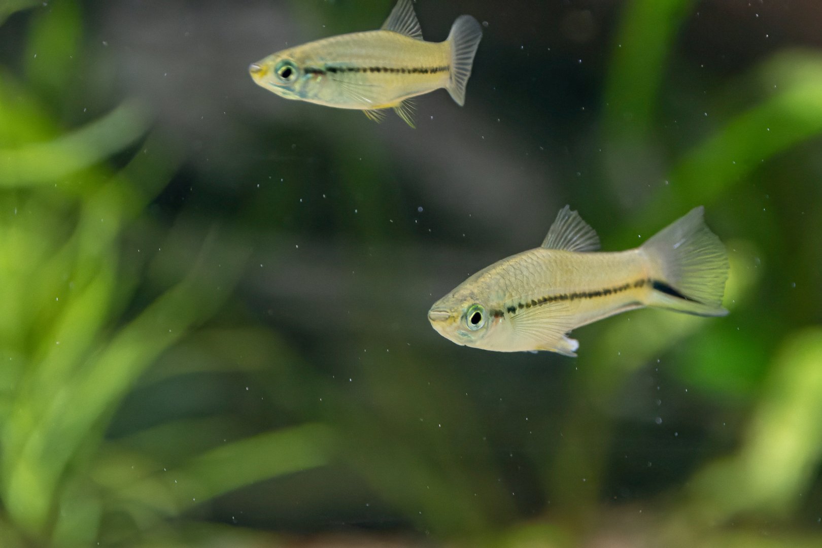 Fish ID - Mořský svět (Sea world) Praha