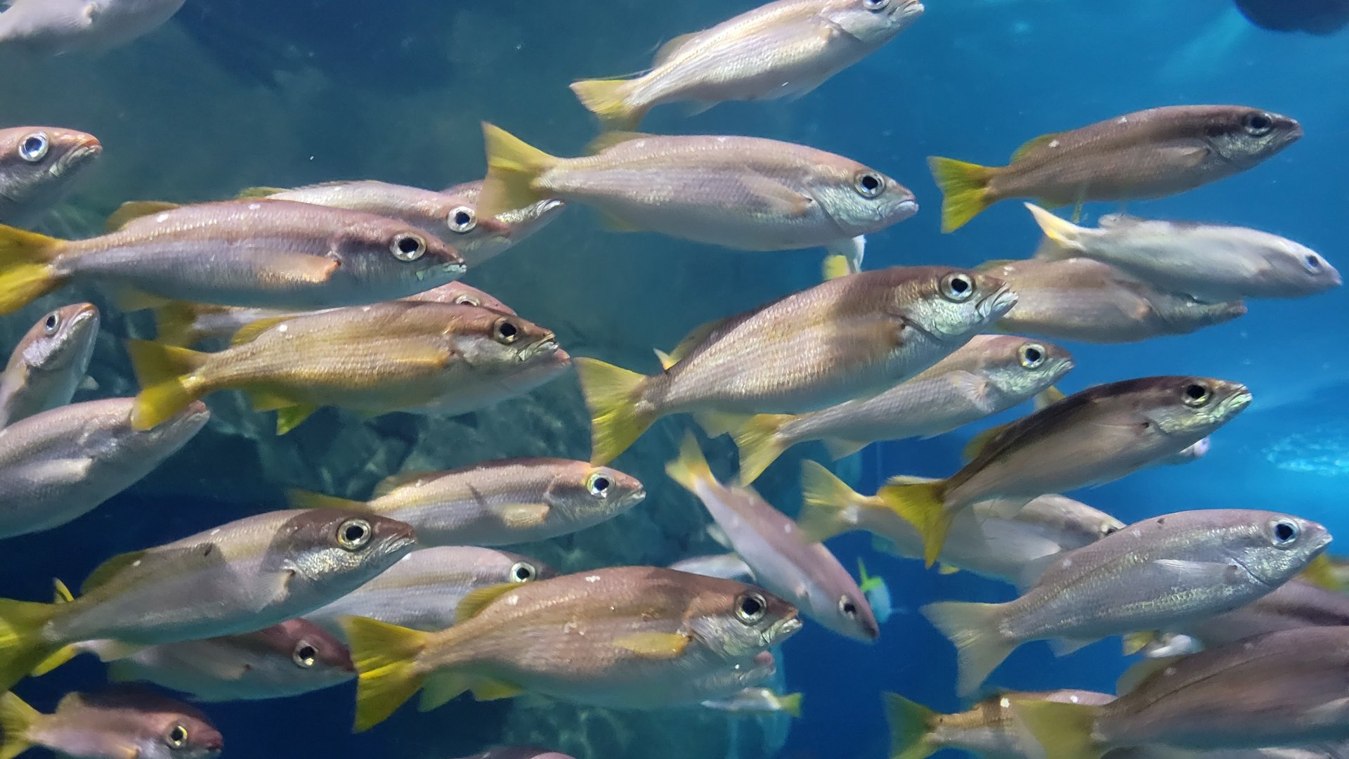 Fish ID- National Marine Aquarium, Plymouth