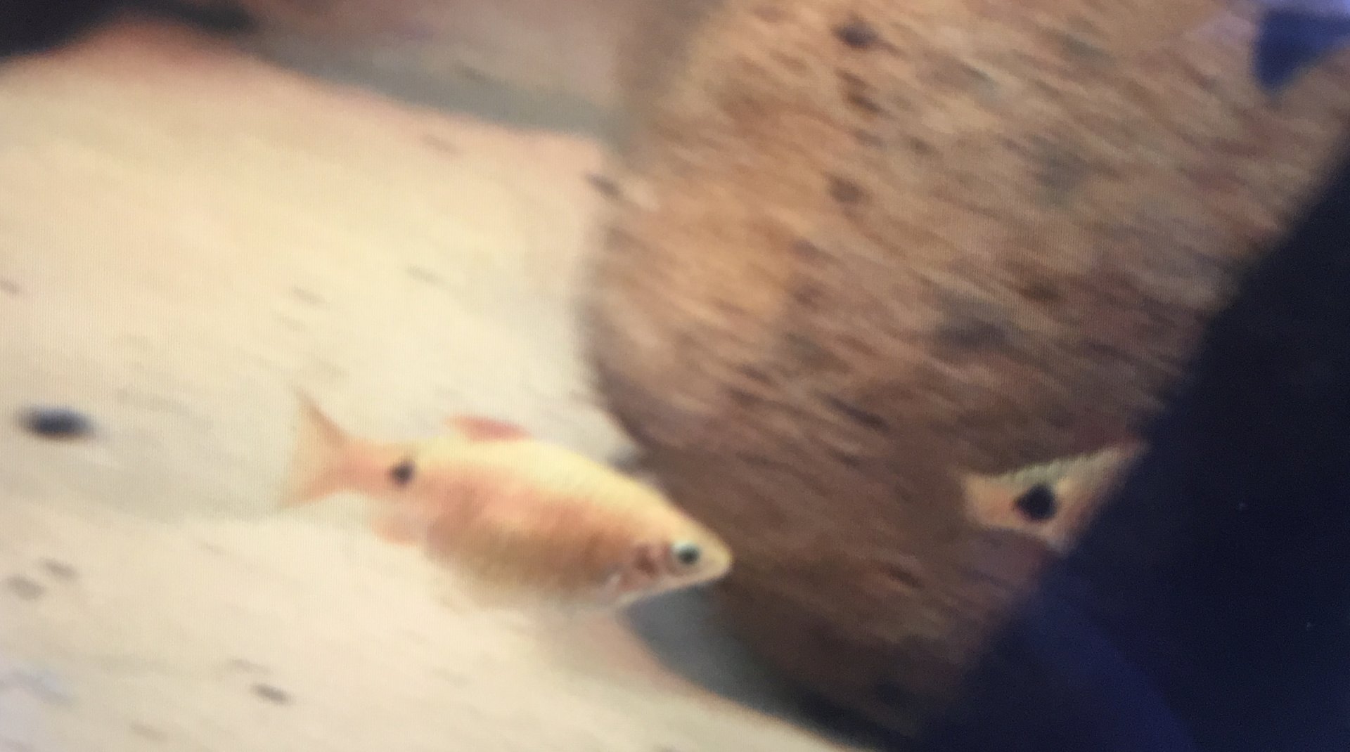 Fish ID? - new species at Featherdale