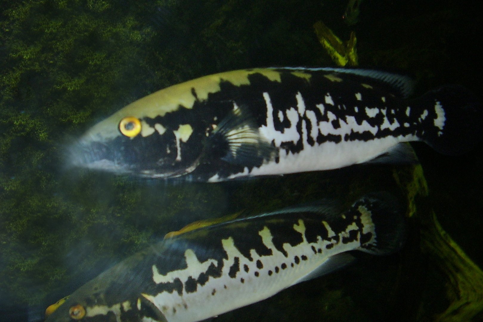 Fish ID - Obří akvárium Hradec Králové 2008