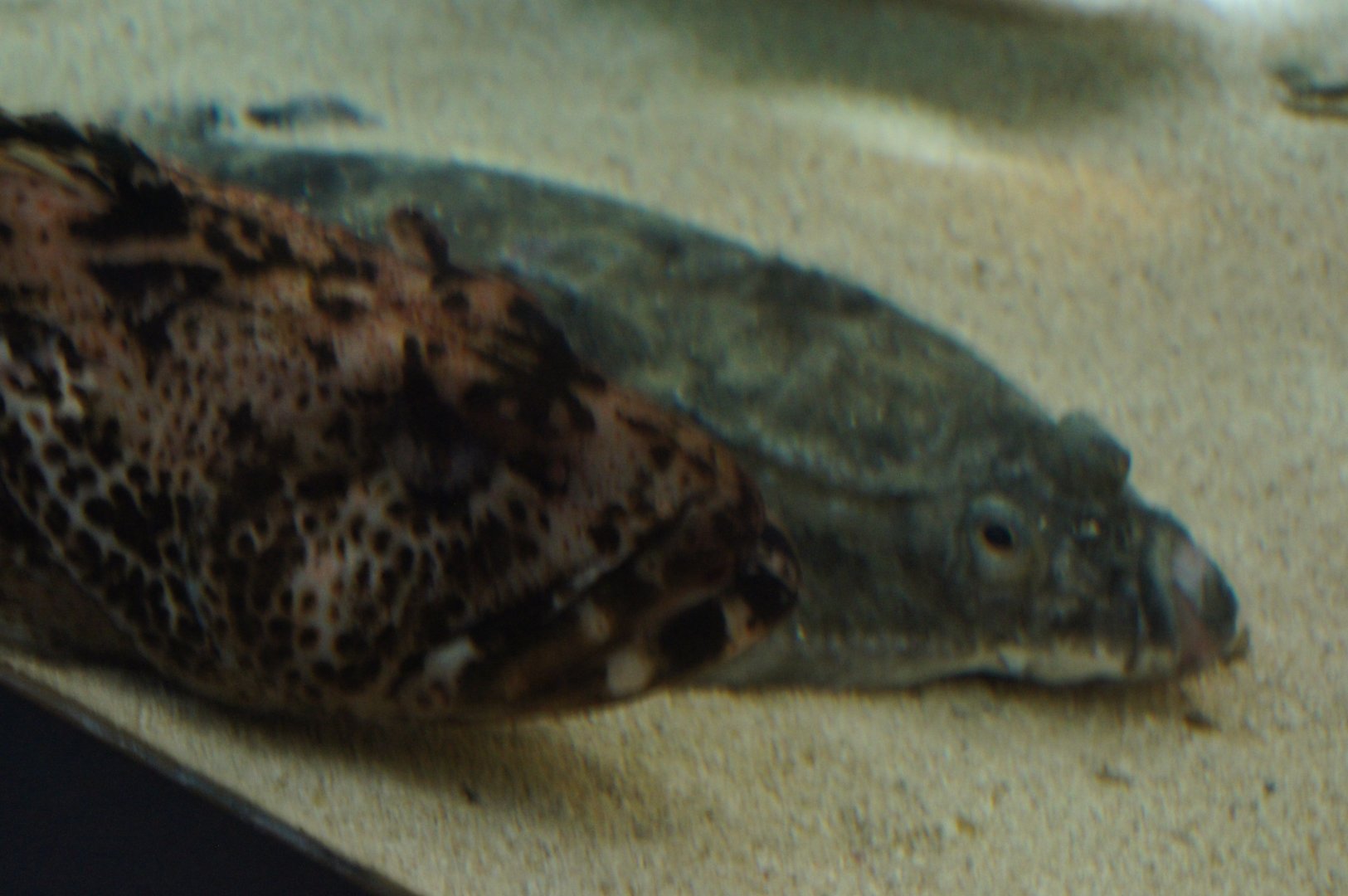 Fish ID (One in the front)