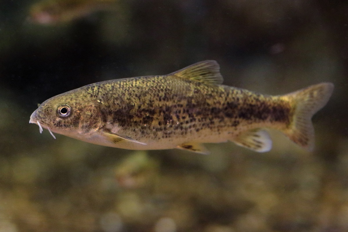 Fish ID (Oniria Aquarium - Canet-en-Roussillon, France)