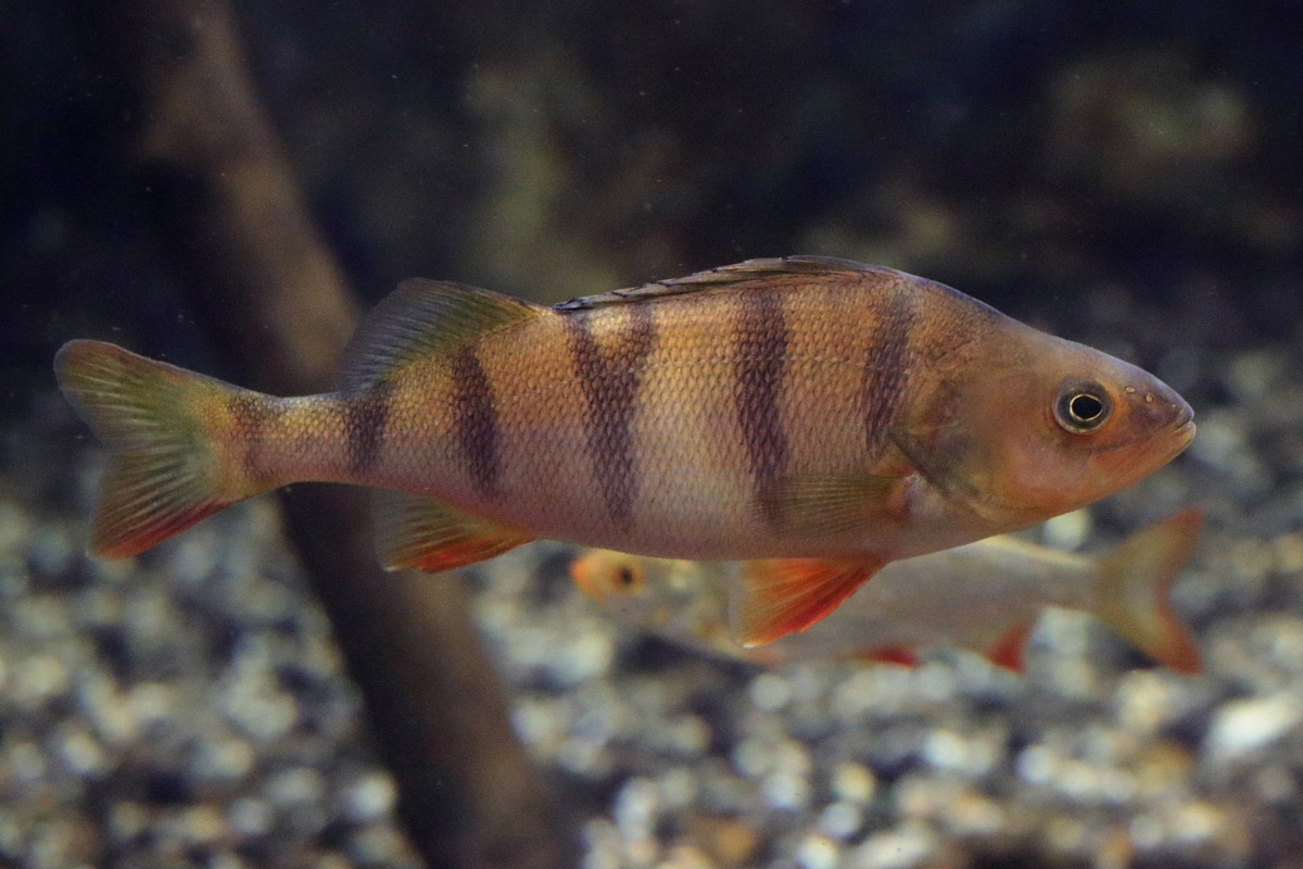 Fish ID (Oniria Aquarium - Canet-en-Roussillon, France)