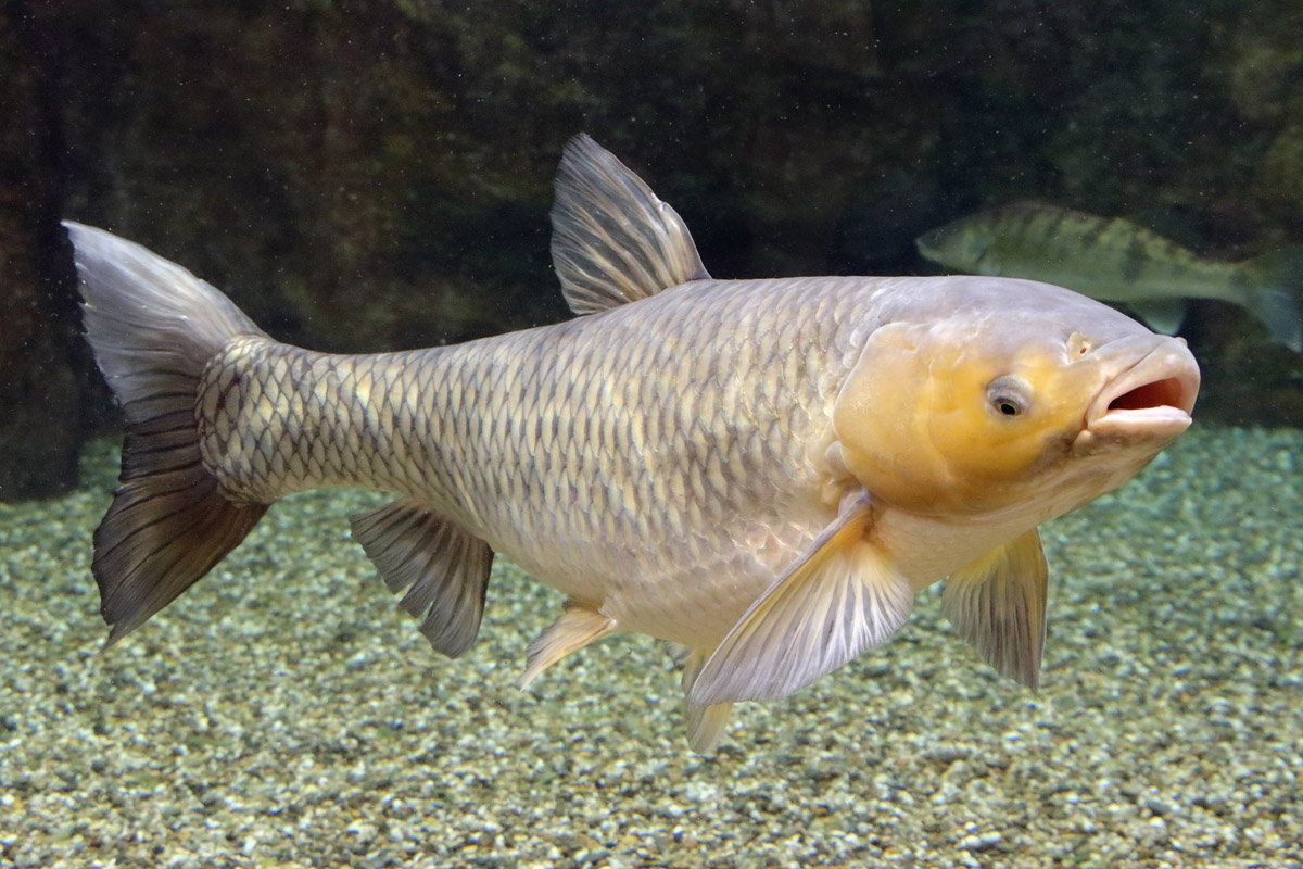 Fish ID (Oniria Aquarium - Canet-en-Roussillon, France)