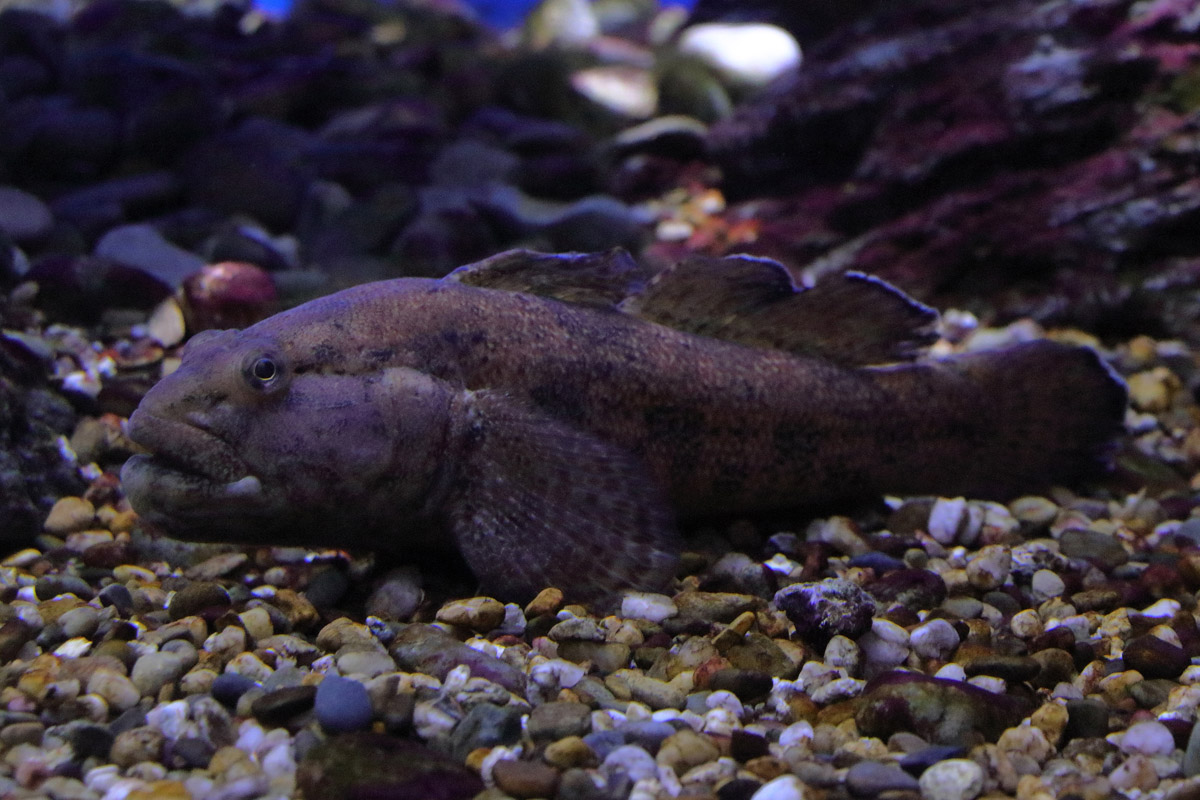 Fish ID (Oniria Aquarium - Canet-en-Roussillon, France)