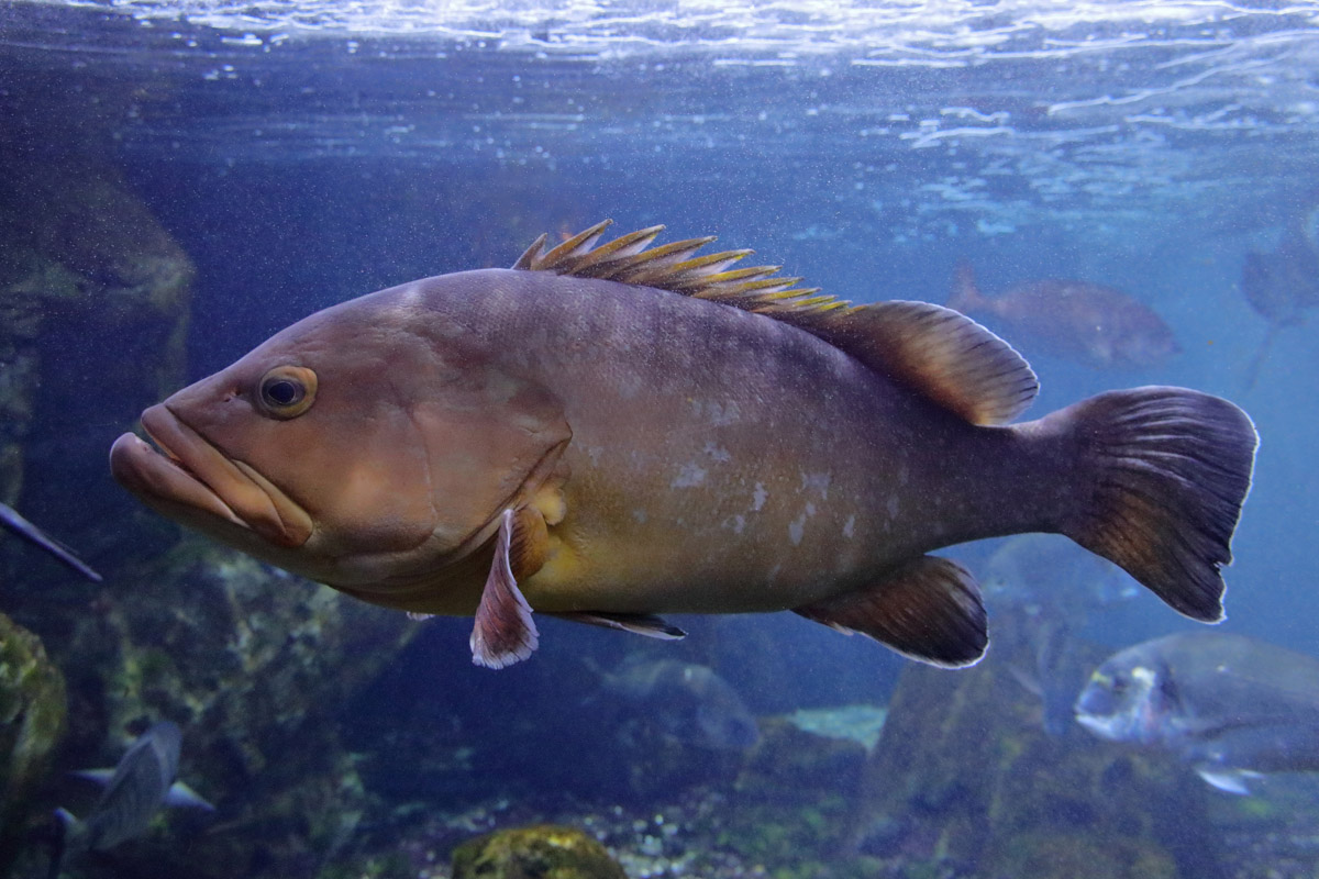 Fish ID (Oniria Aquarium - Canet-en-Roussillon, France)