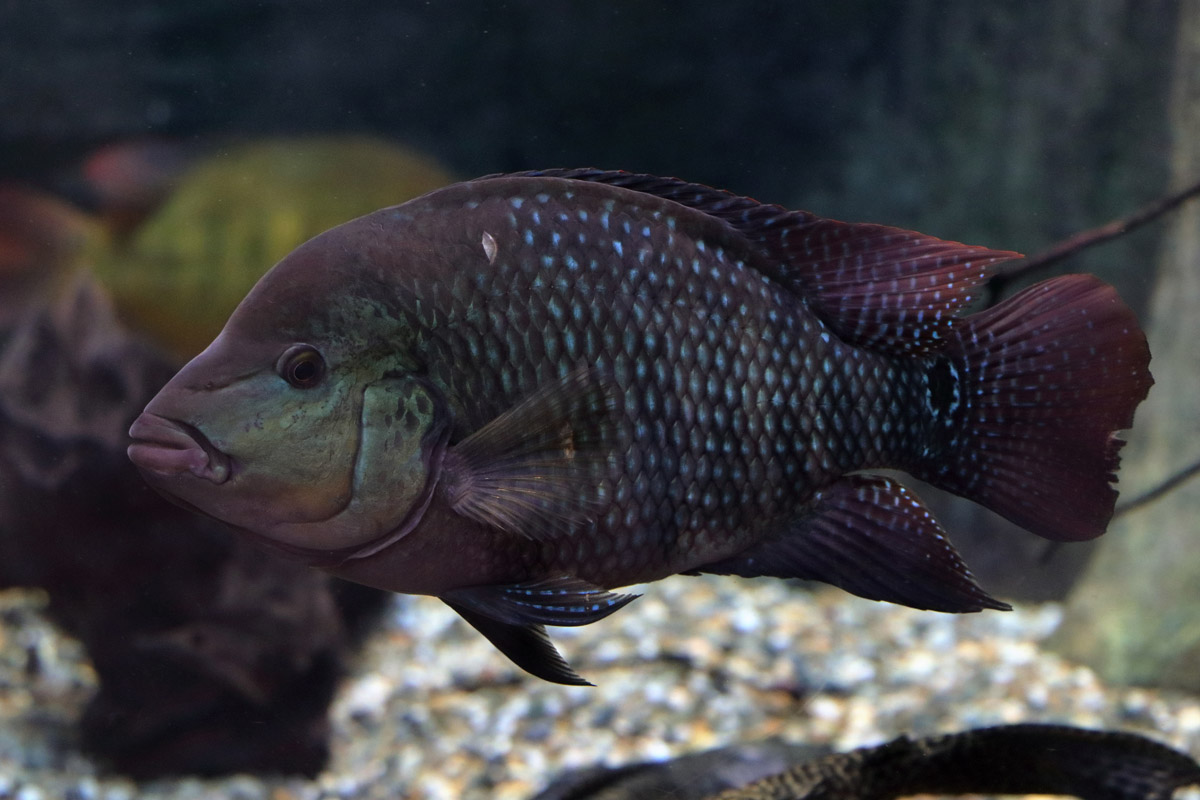 Fish ID (Oniria Aquarium - Canet-en-Roussillon, France)