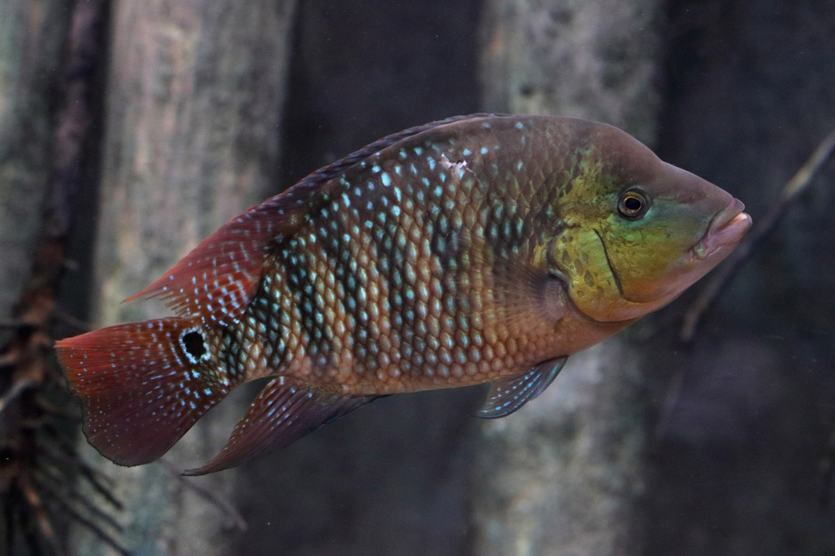 Fish ID (Oniria Aquarium - Canet-en-Roussillon, France)