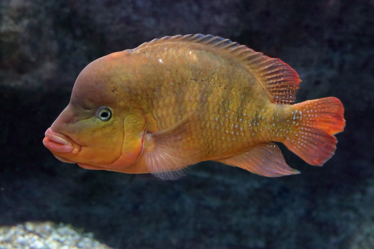 Fish ID (Oniria Aquarium - Canet-en-Roussillon, France)