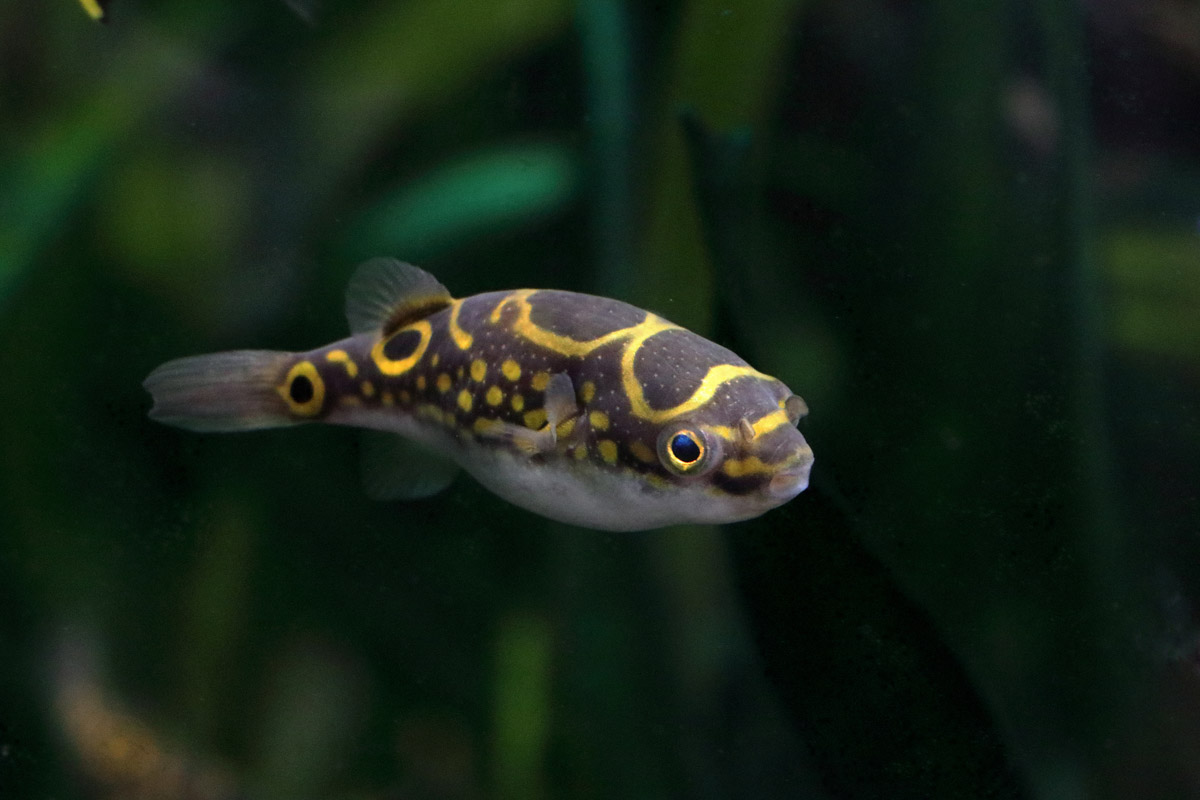 Fish ID (Oniria Aquarium - Canet-en-Roussillon, France)