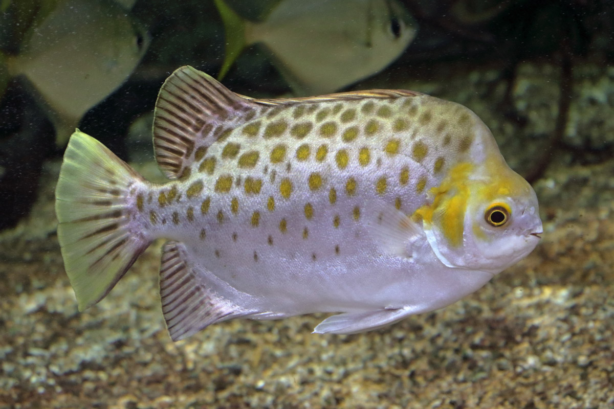 Fish ID (Oniria Aquarium - Canet-en-Roussillon, France)