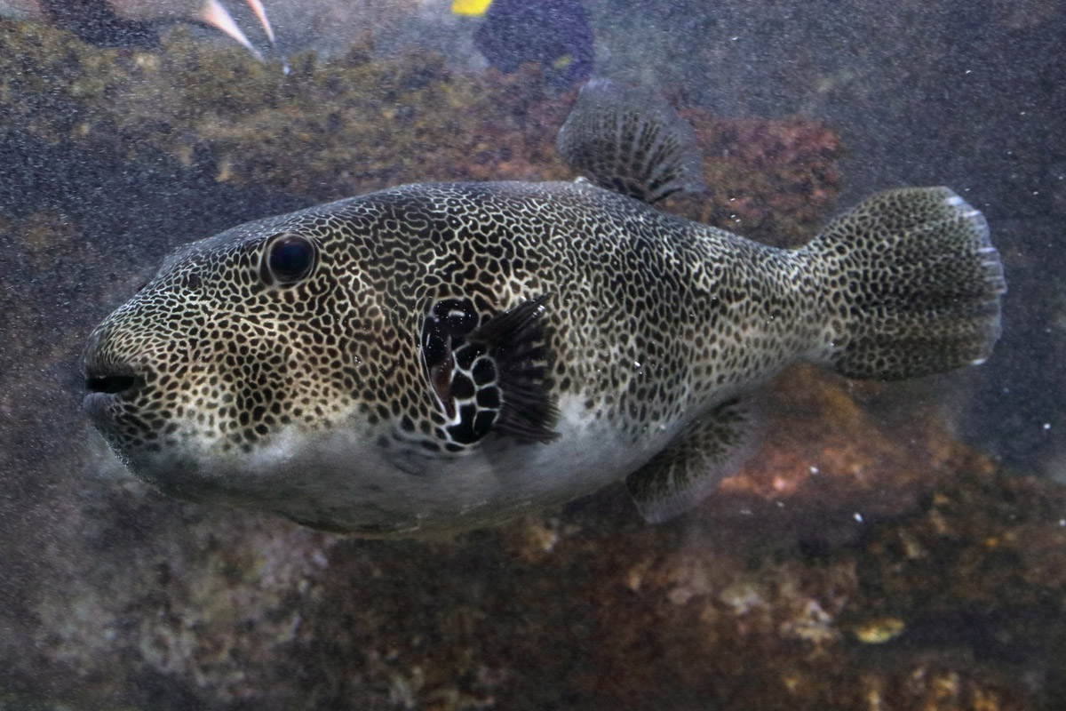 Fish ID (Oniria Aquarium - Canet-en-Roussillon, France)