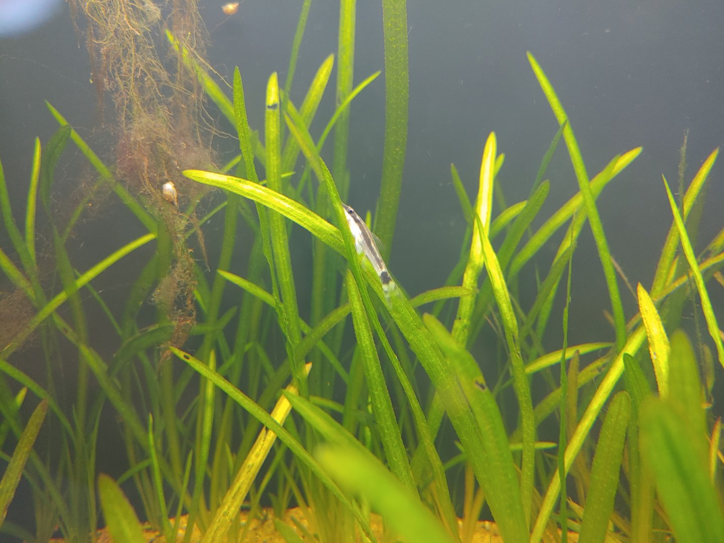 Fish ID? Otocinclus ...