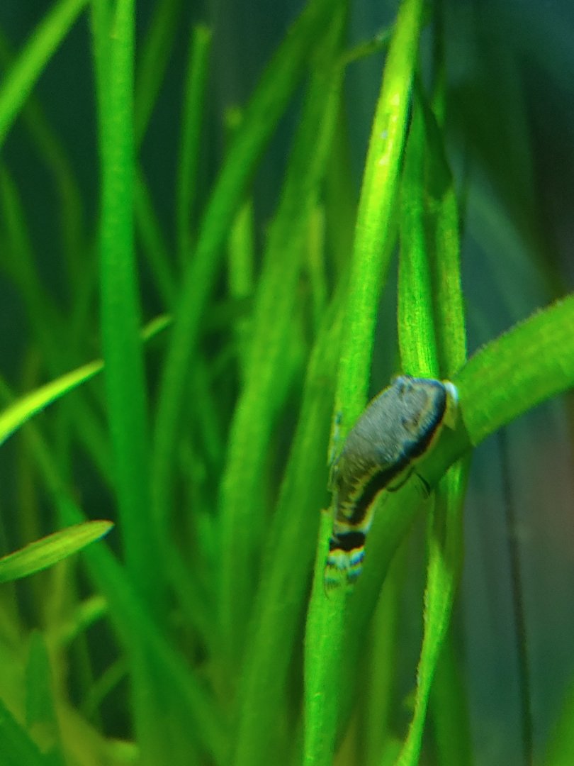 Fish ID? Otocinclus ...