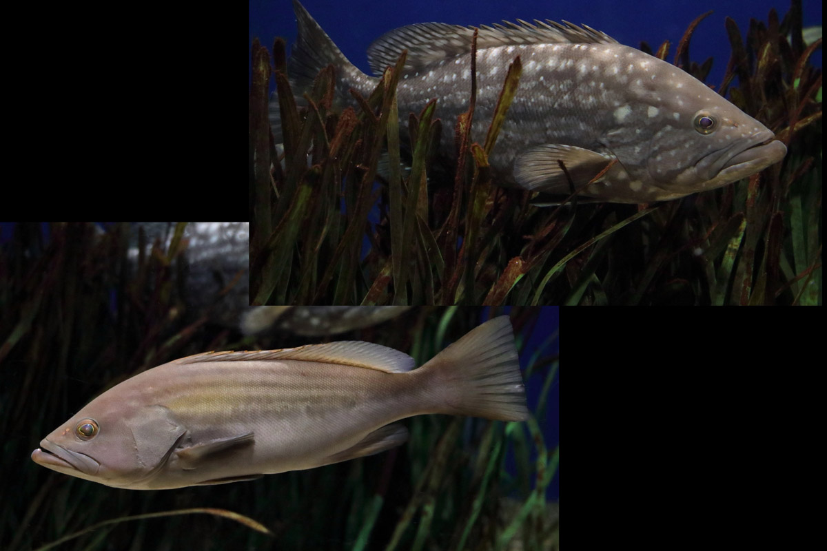 Fish ID (Palma Aquarium) - male/famale of same species?