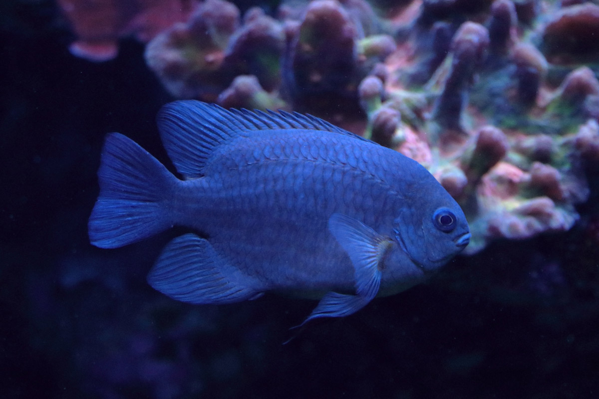 Fish ID (Palma Aquarium)