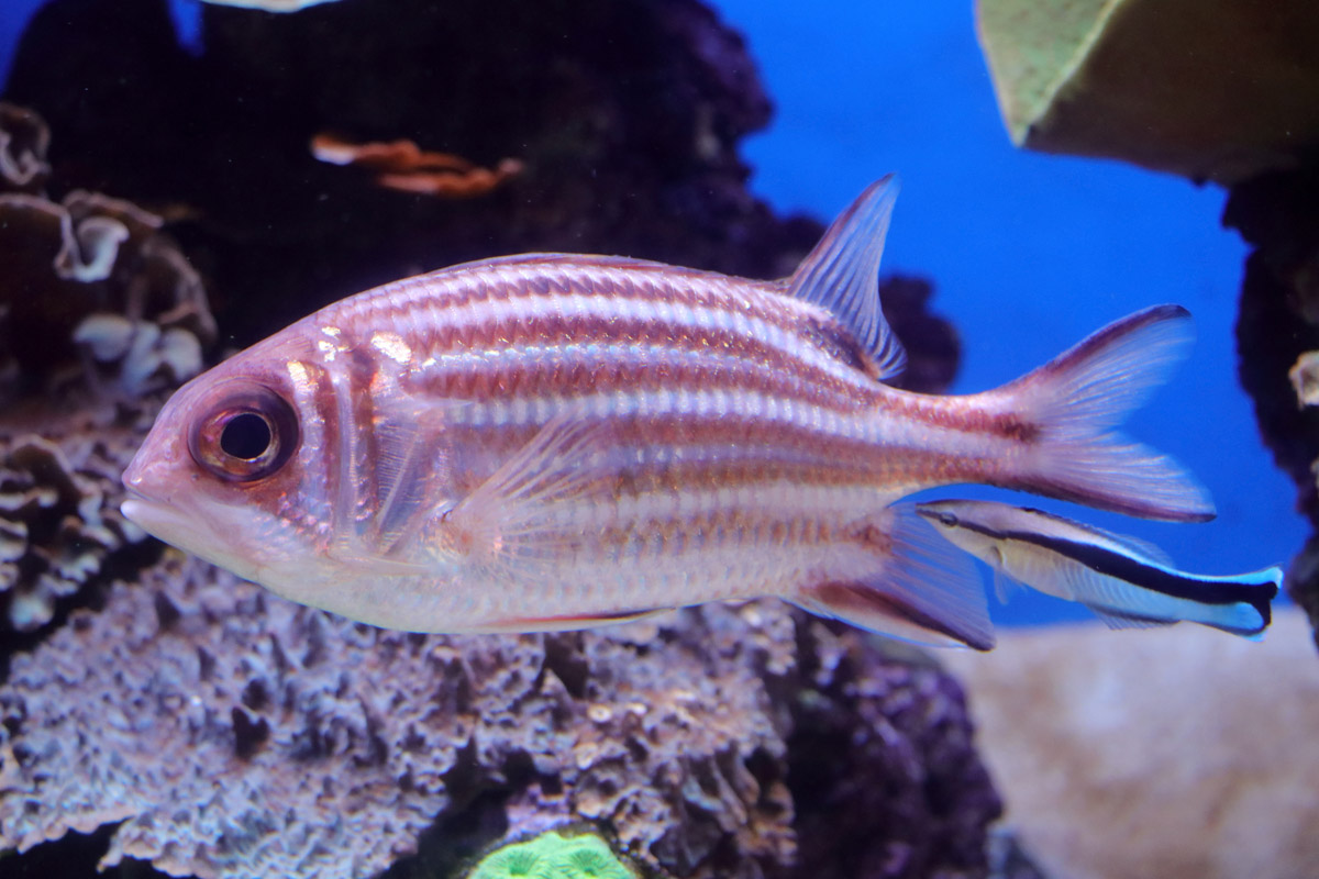 Fish ID (Palma Aquarium)