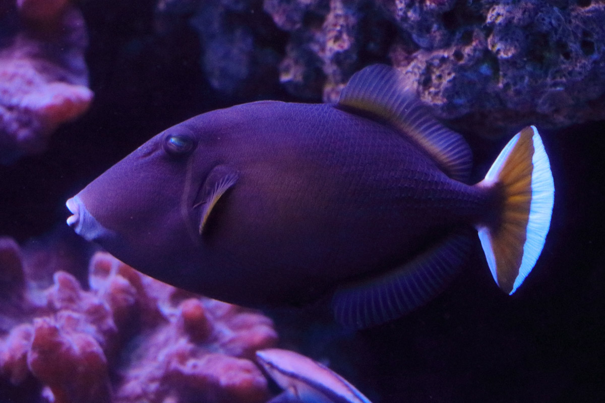 Fish ID (Palma Aquarium)