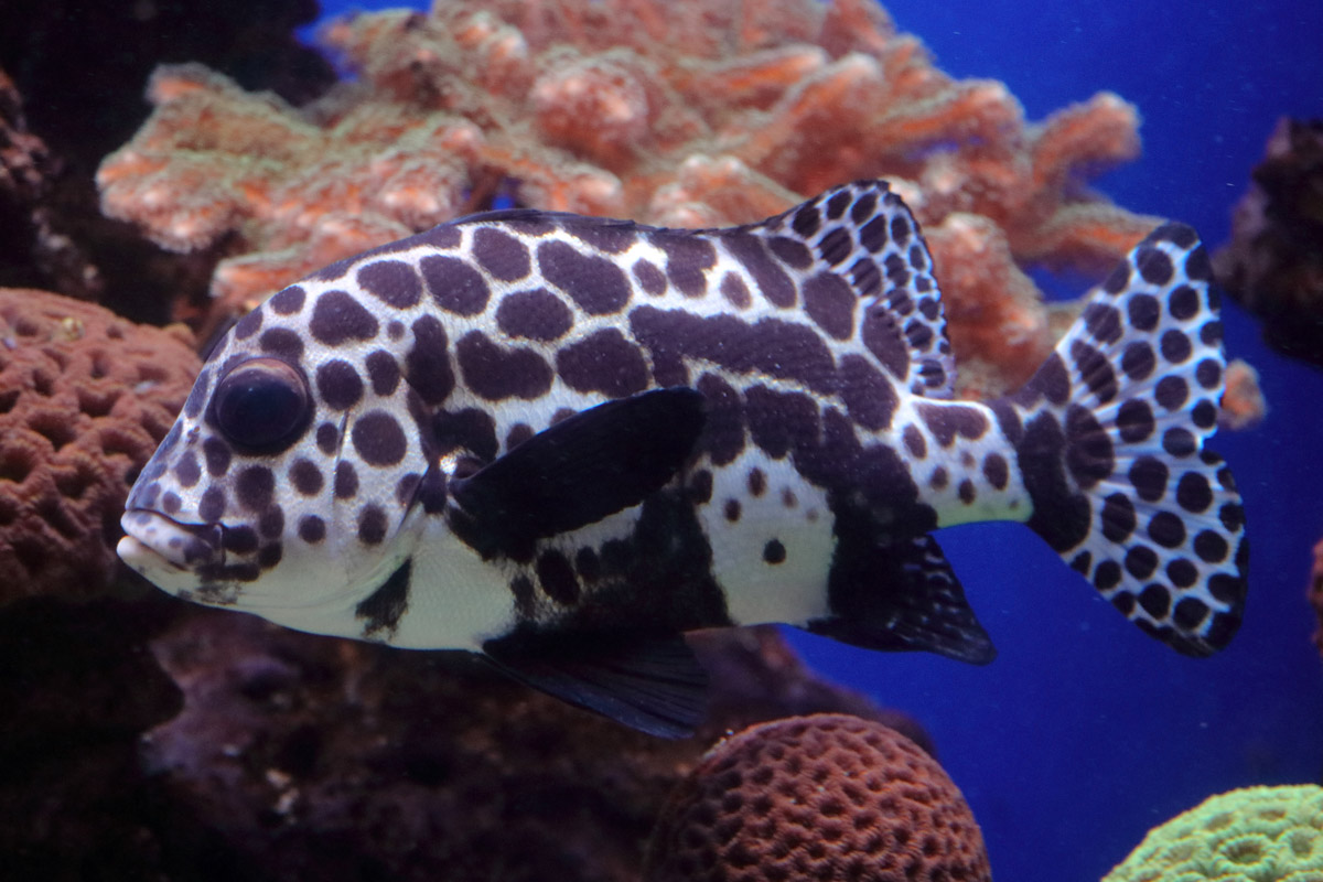 Fish ID (Palma Aquarium)