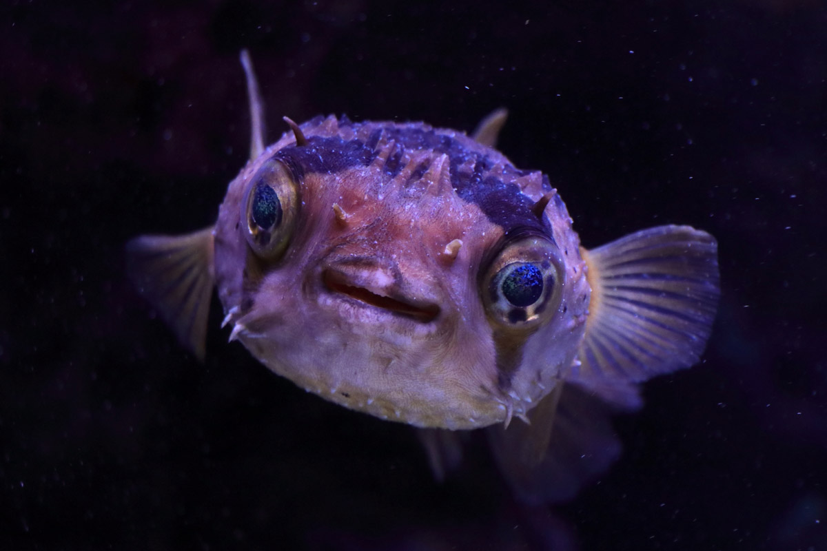 Fish ID (Palma Aquarium)