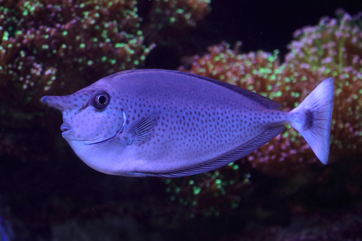 Fish ID (Palma Aquarium)