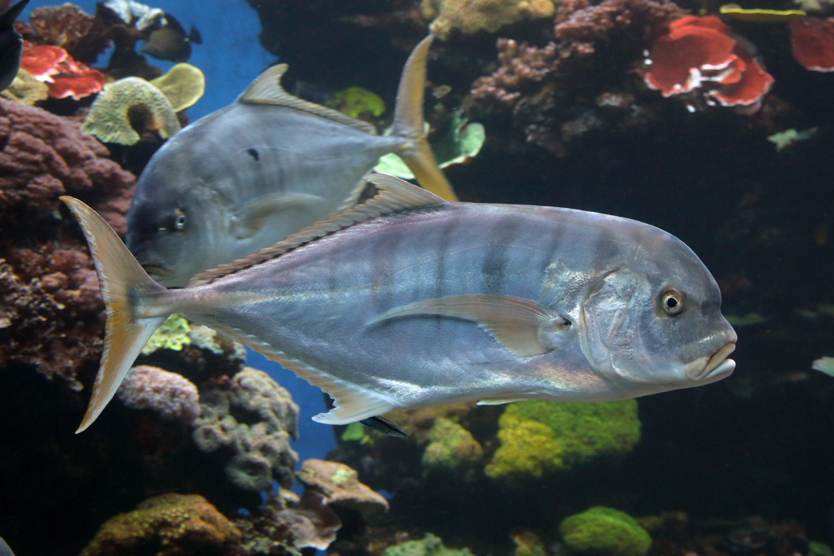 Fish ID (Palma Aquarium)