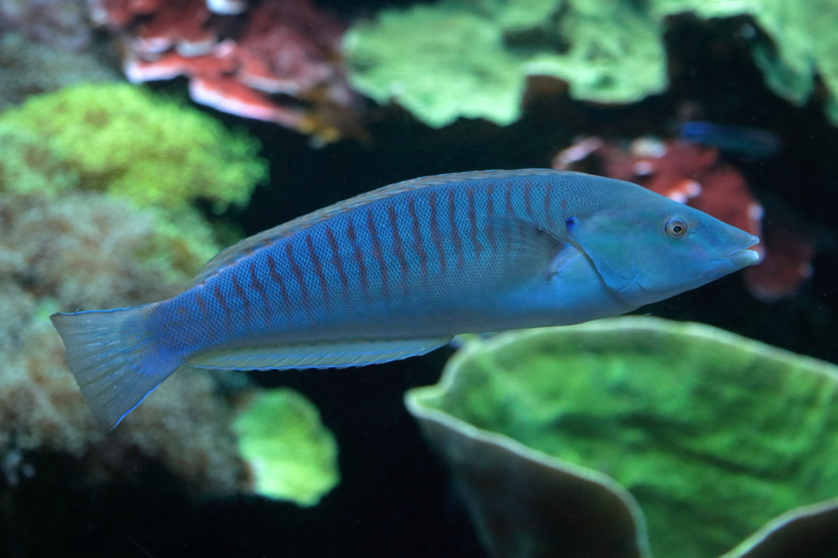 Fish ID (Palma Aquarium)