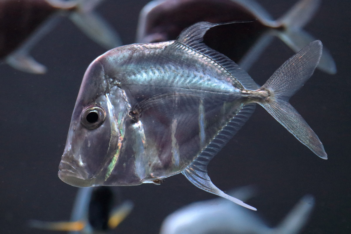 Fish ID (Palma Aquarium)