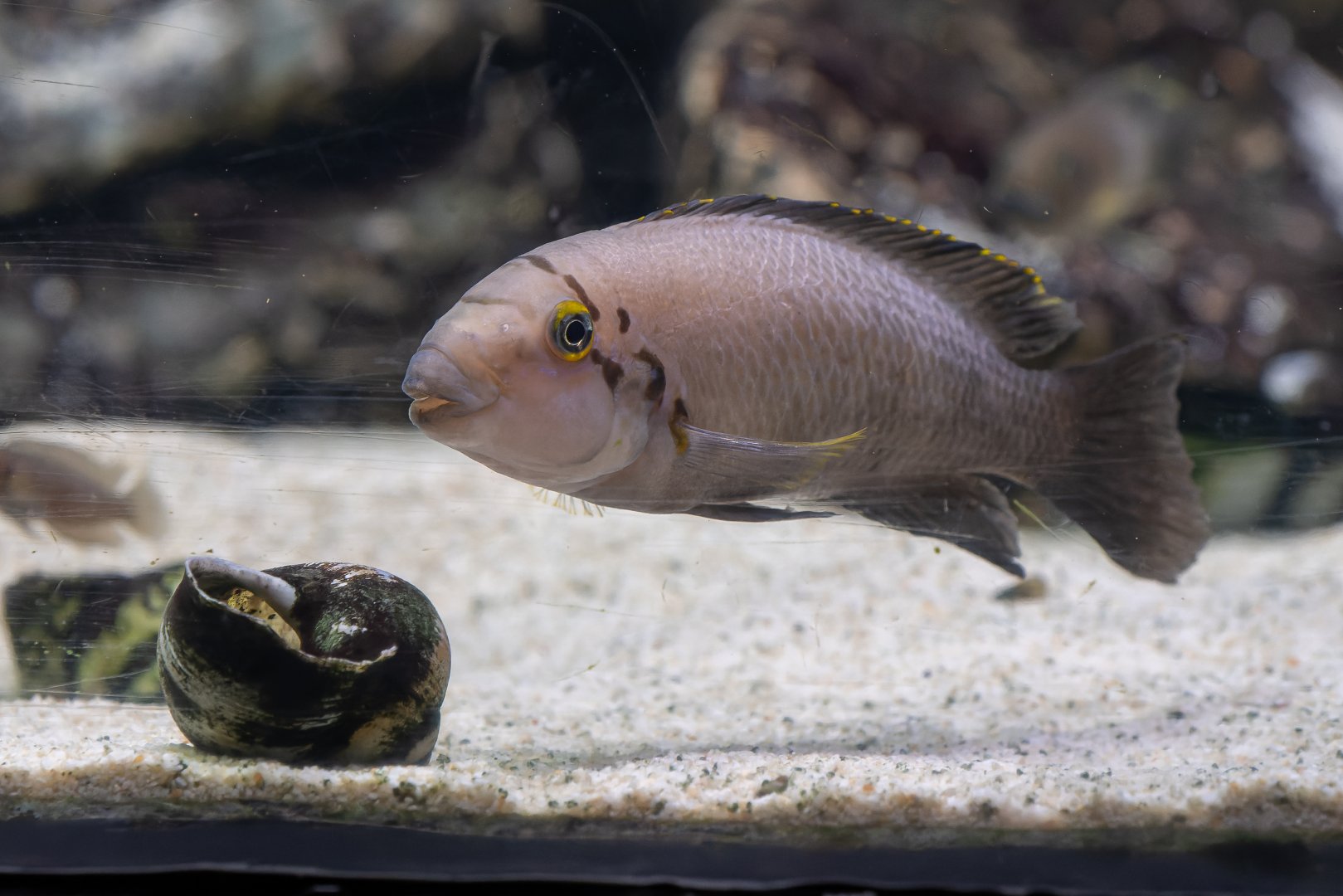 Fish ID - Palmiarnia Gliwice