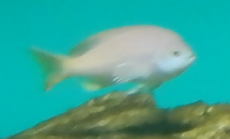 Fish ID - Pink Maomao?