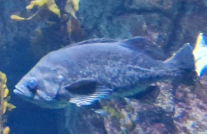 Fish ID please? (Aquarium of the pacific