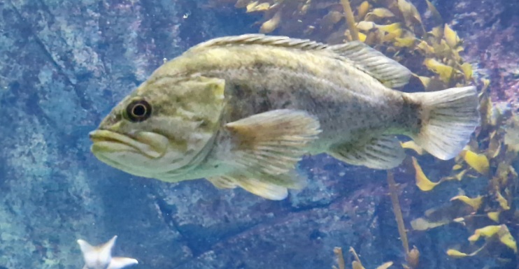 Fish ID please? (Aquarium of the pacific)