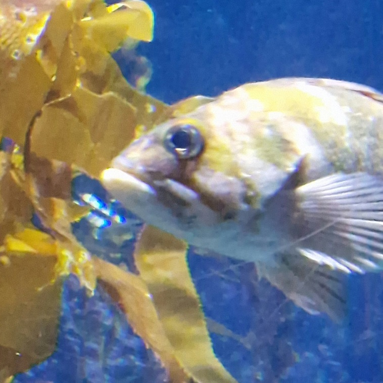 Fish ID please? (Aquarium of the pacific)
